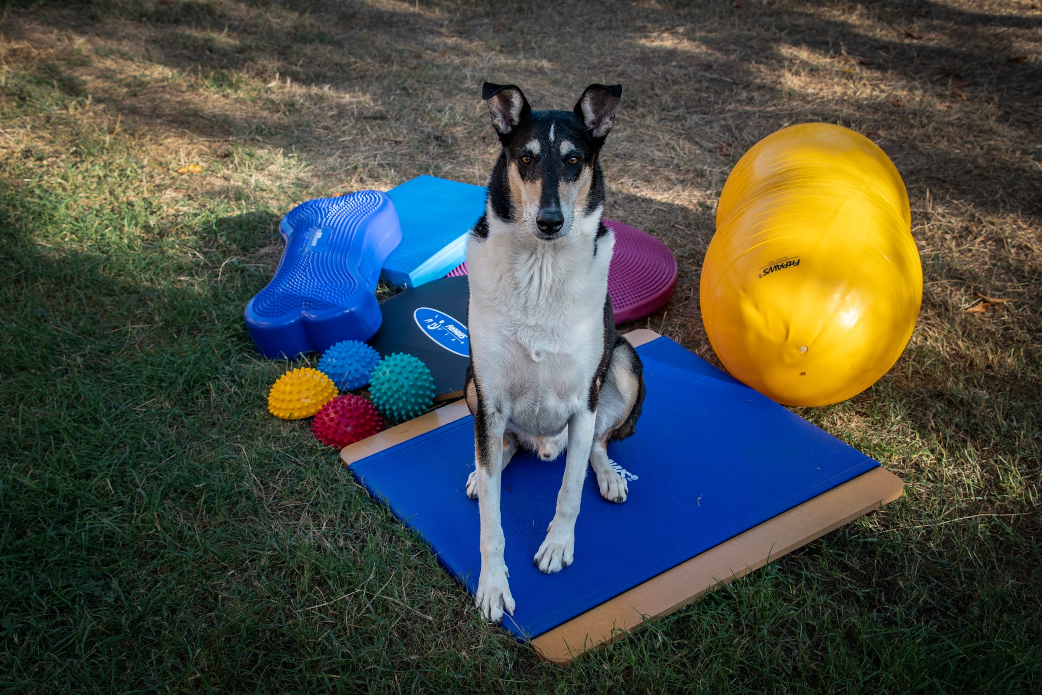 Signaux Canins Education canine — photo