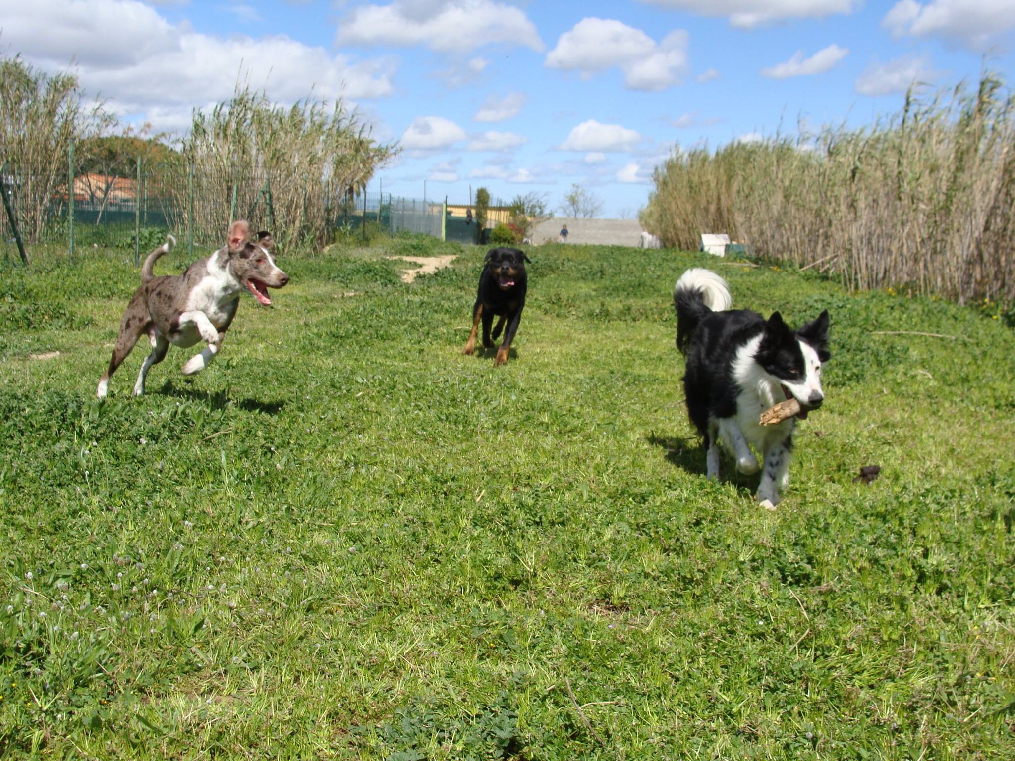 Pension Animaux 66 — photo