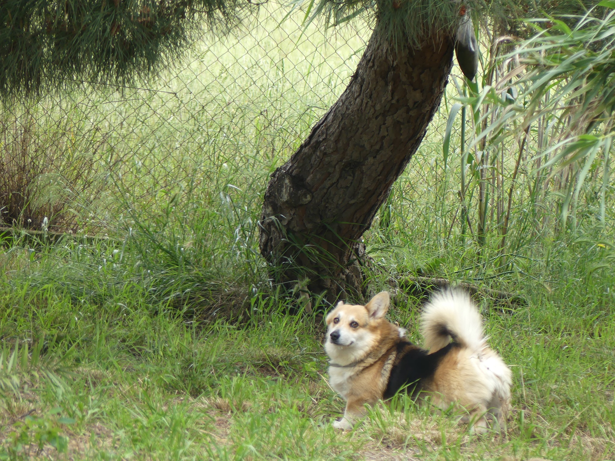 Pension Animaux 66 — photo