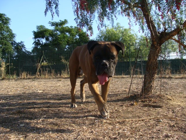 Pension Animaux 66 — photo