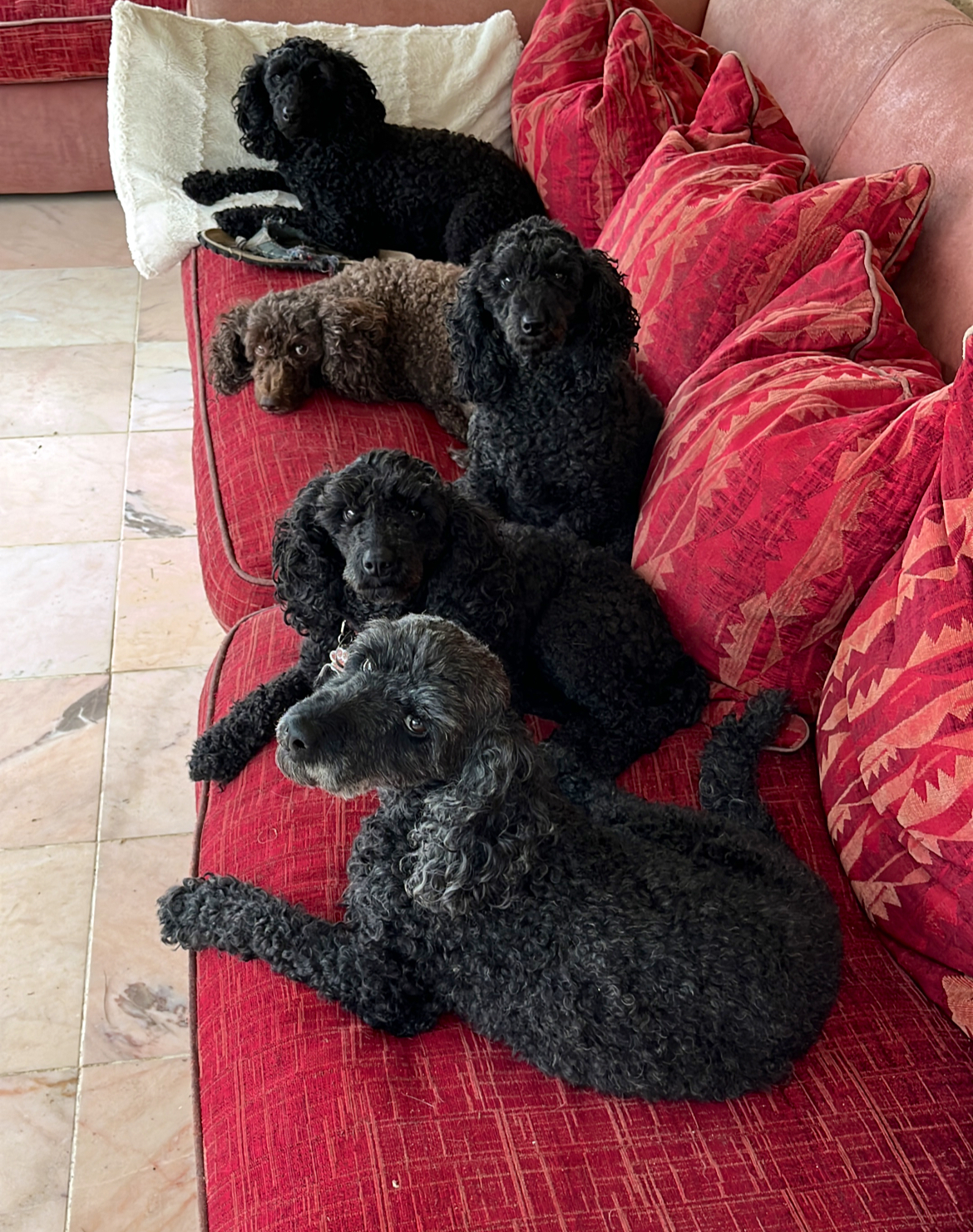 Kennel & Cattery