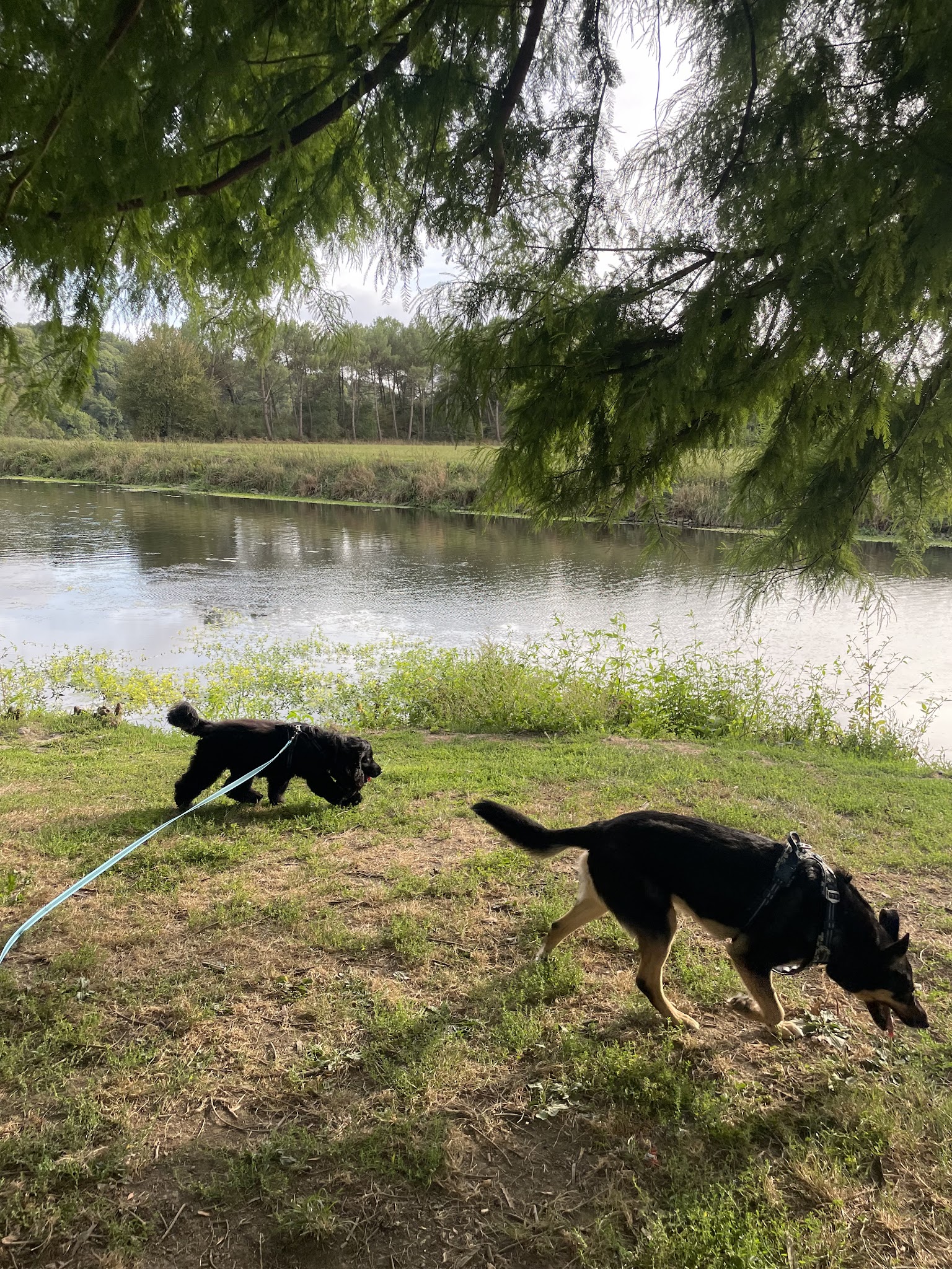 L'arche de Maïka | Petsitting professionnel