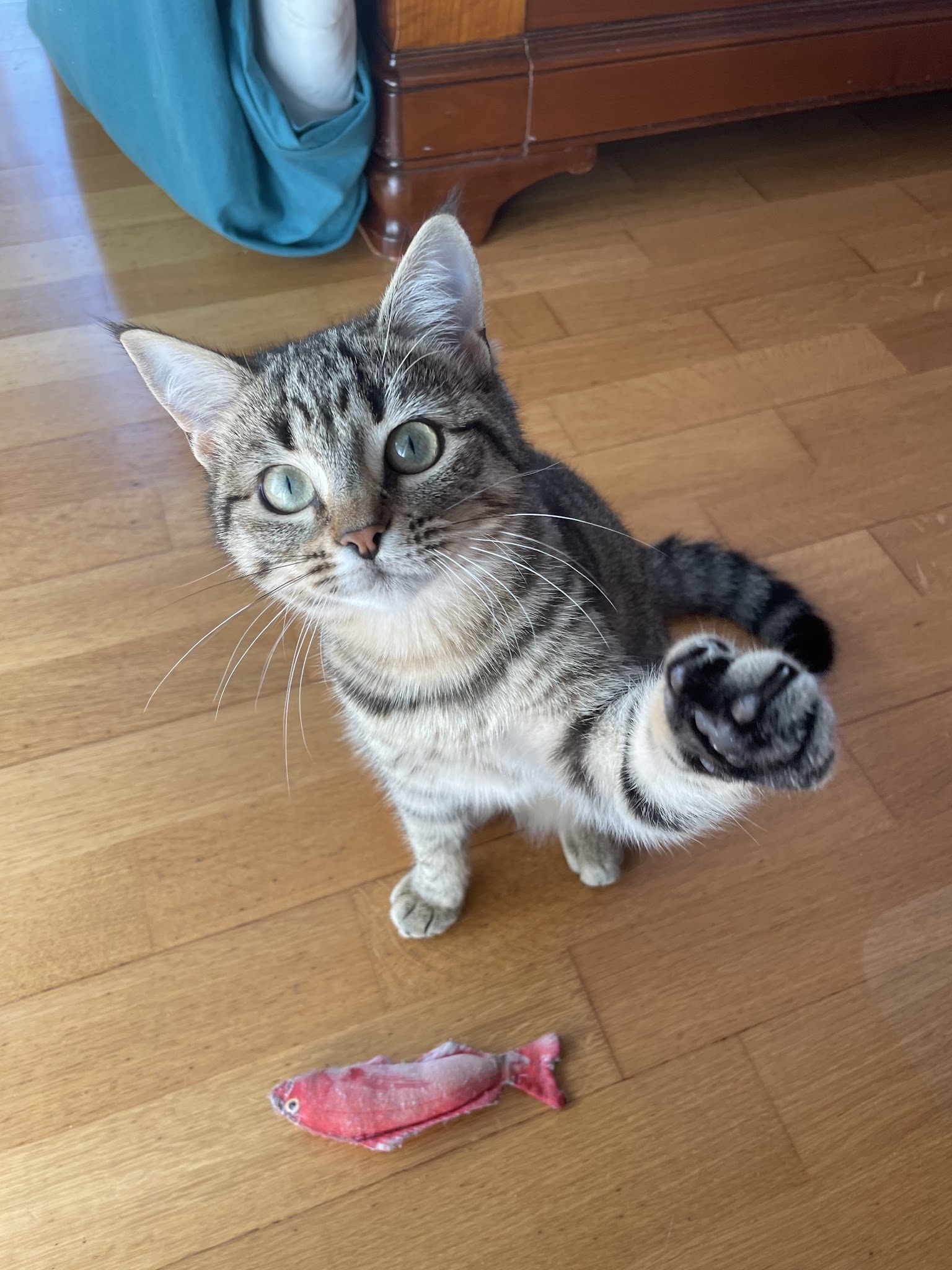 L'arche de Maïka | Petsitting professionnel — photo