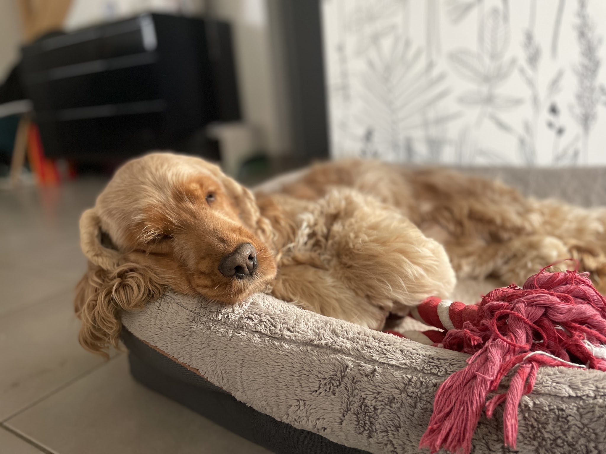 L'arche de Maïka | Petsitting professionnel — photo