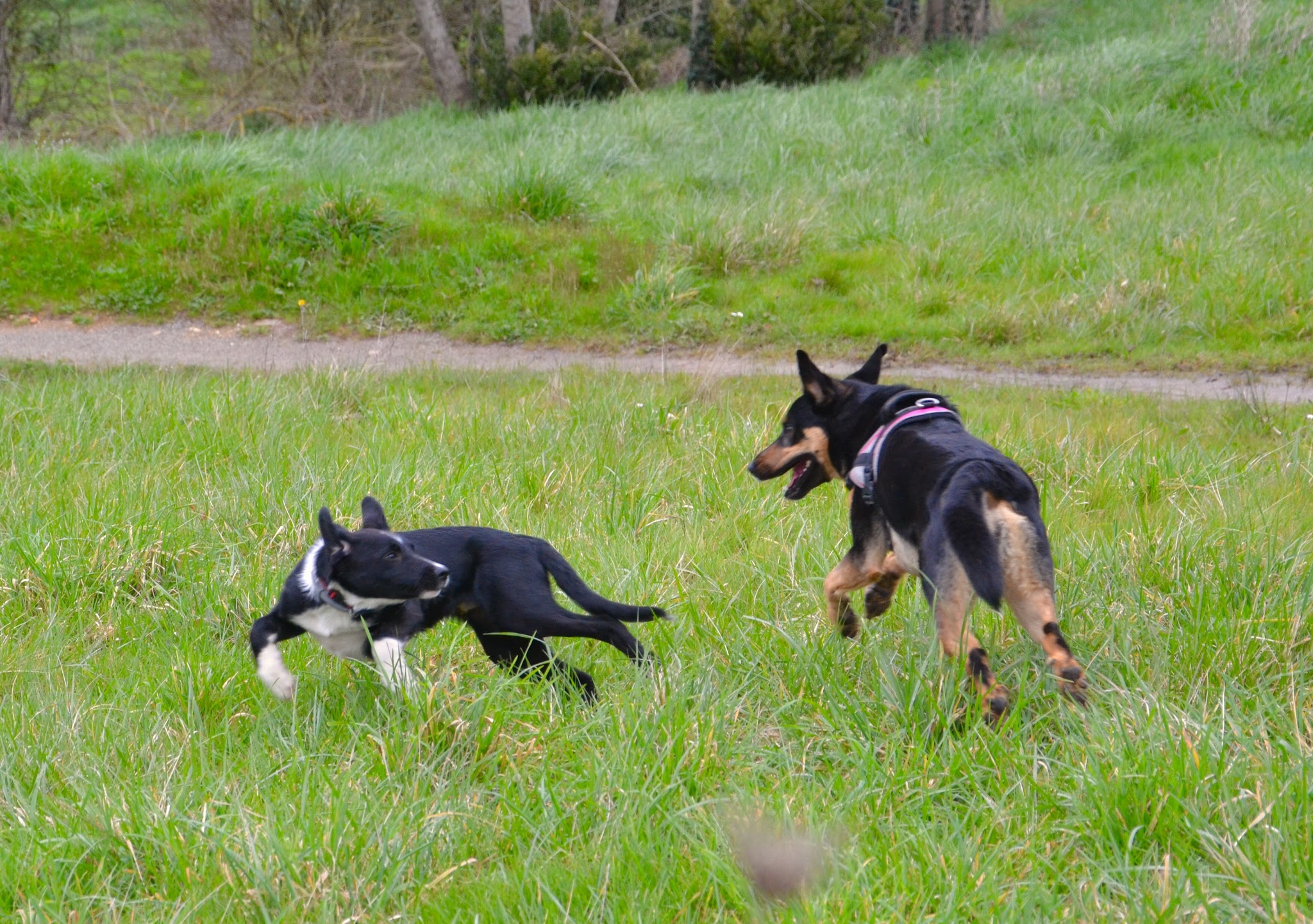 L'arche de Maïka | Petsitting professionnel — photo