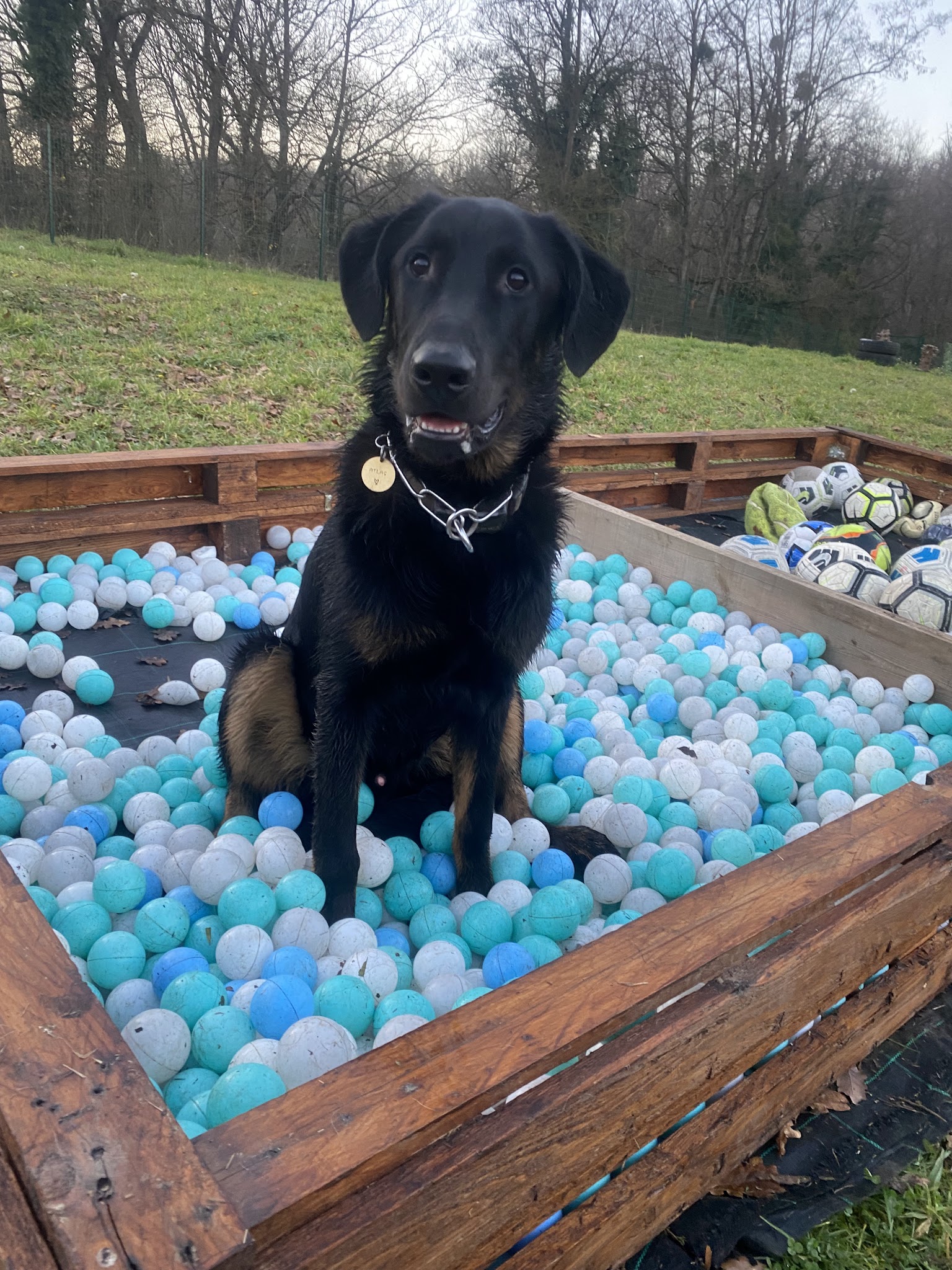 Love Dogs Education & Academy — photo