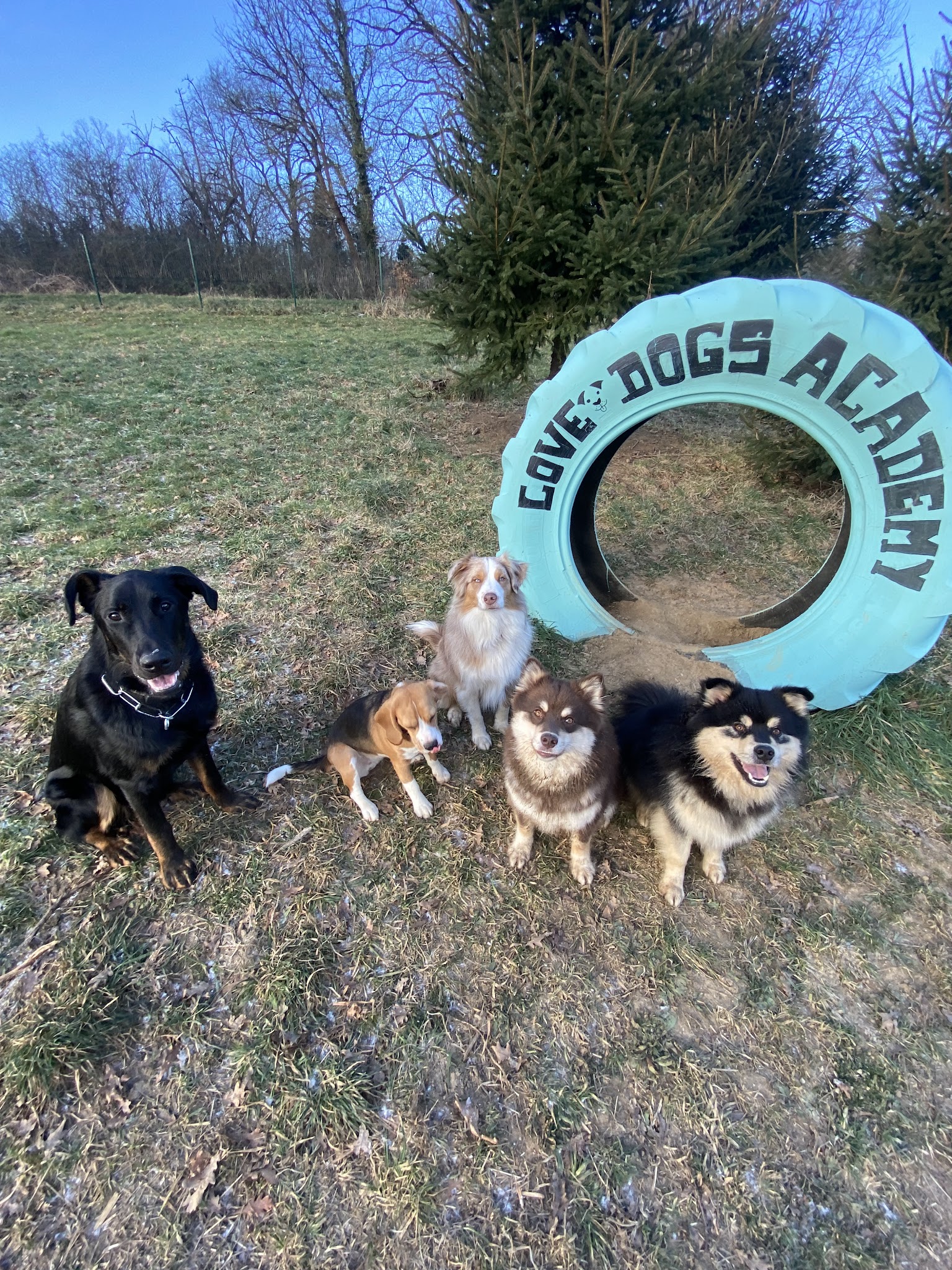 Love Dogs Education & Academy — photo