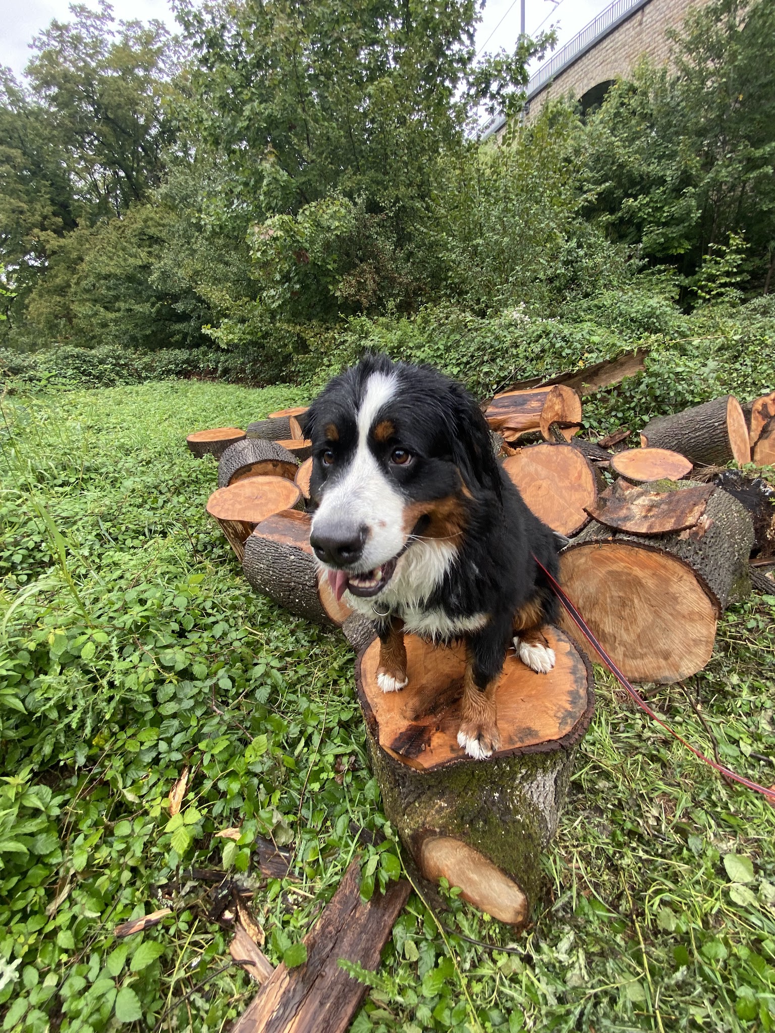 Love Dogs Education & Academy — photo