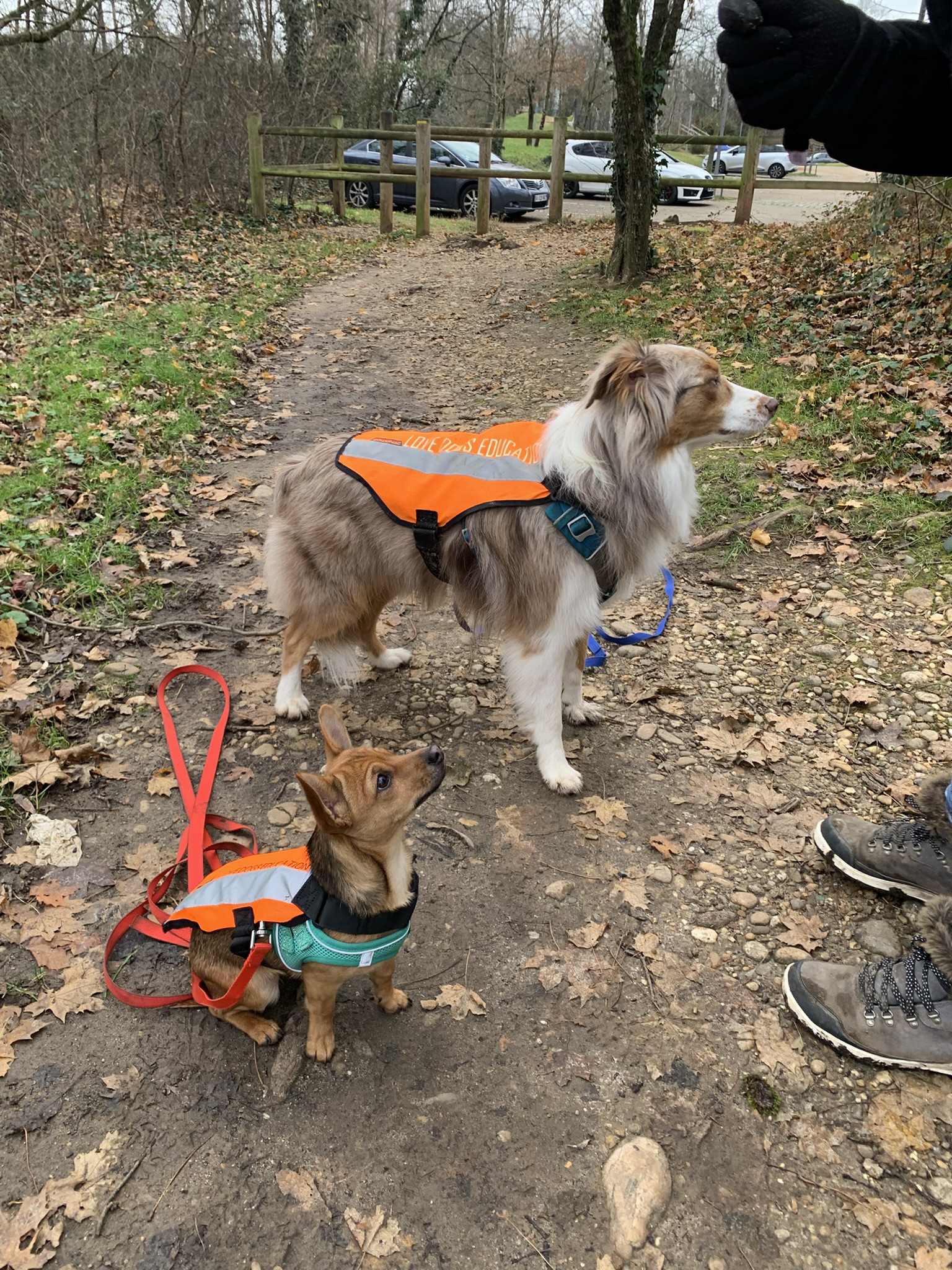 Love Dogs Education & Academy