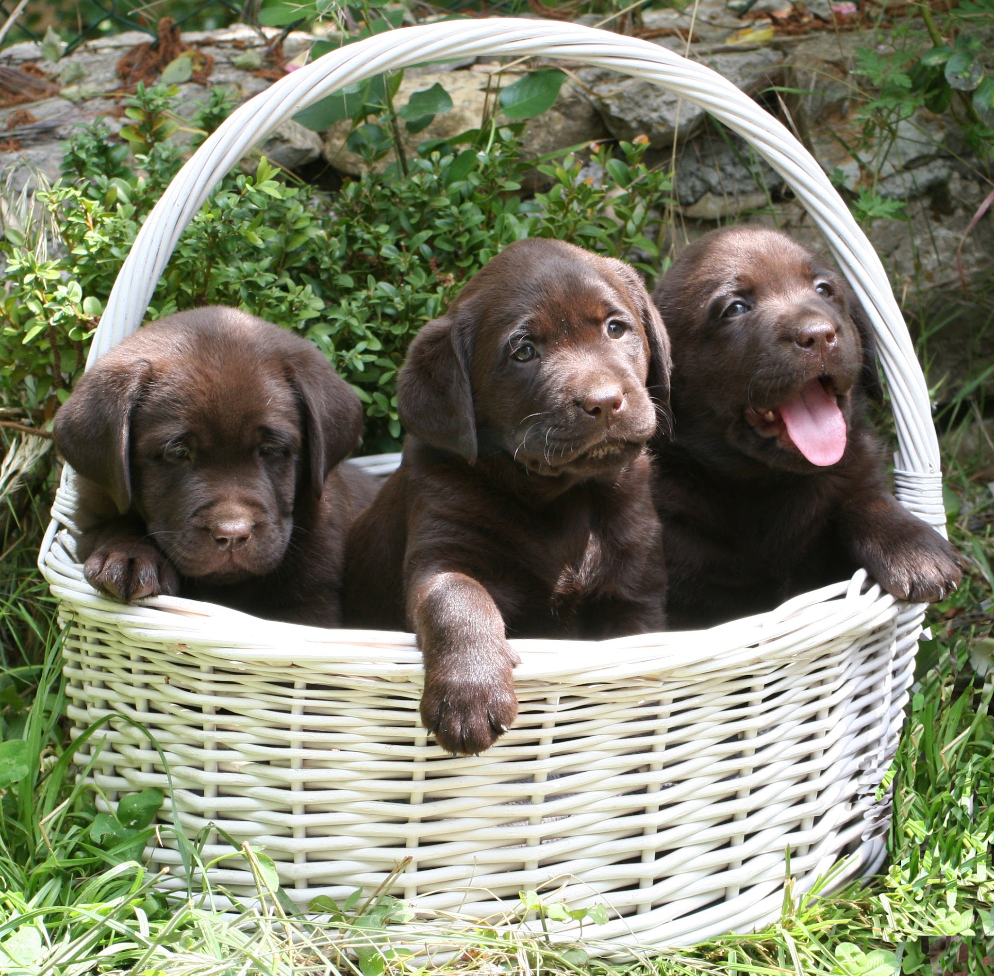 Pooh Korner Pension Familiale — photo