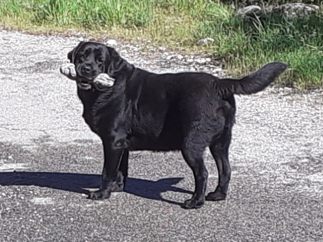 Pooh Korner Pension Familiale — photo