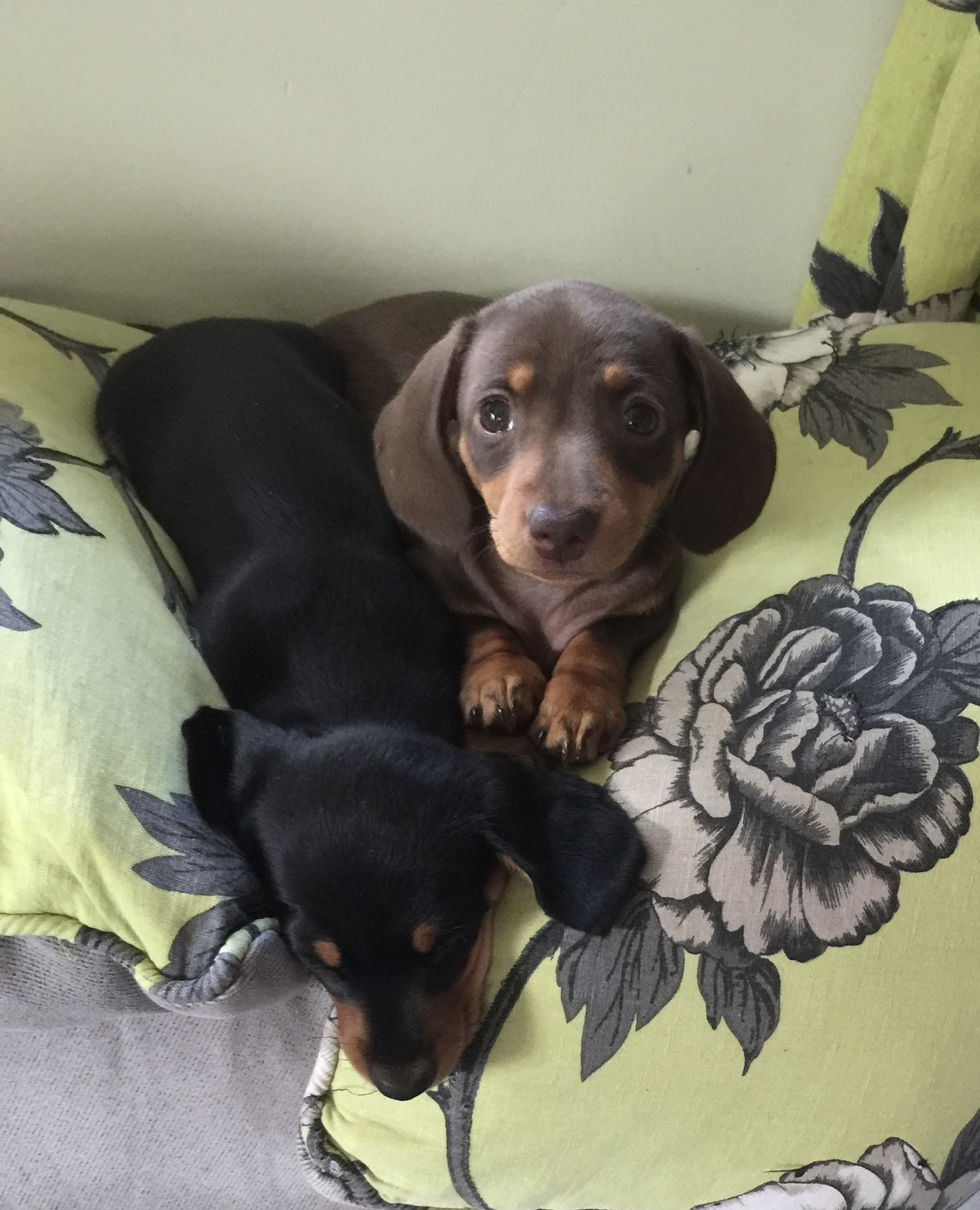 Pooh Korner Pension Familiale — photo