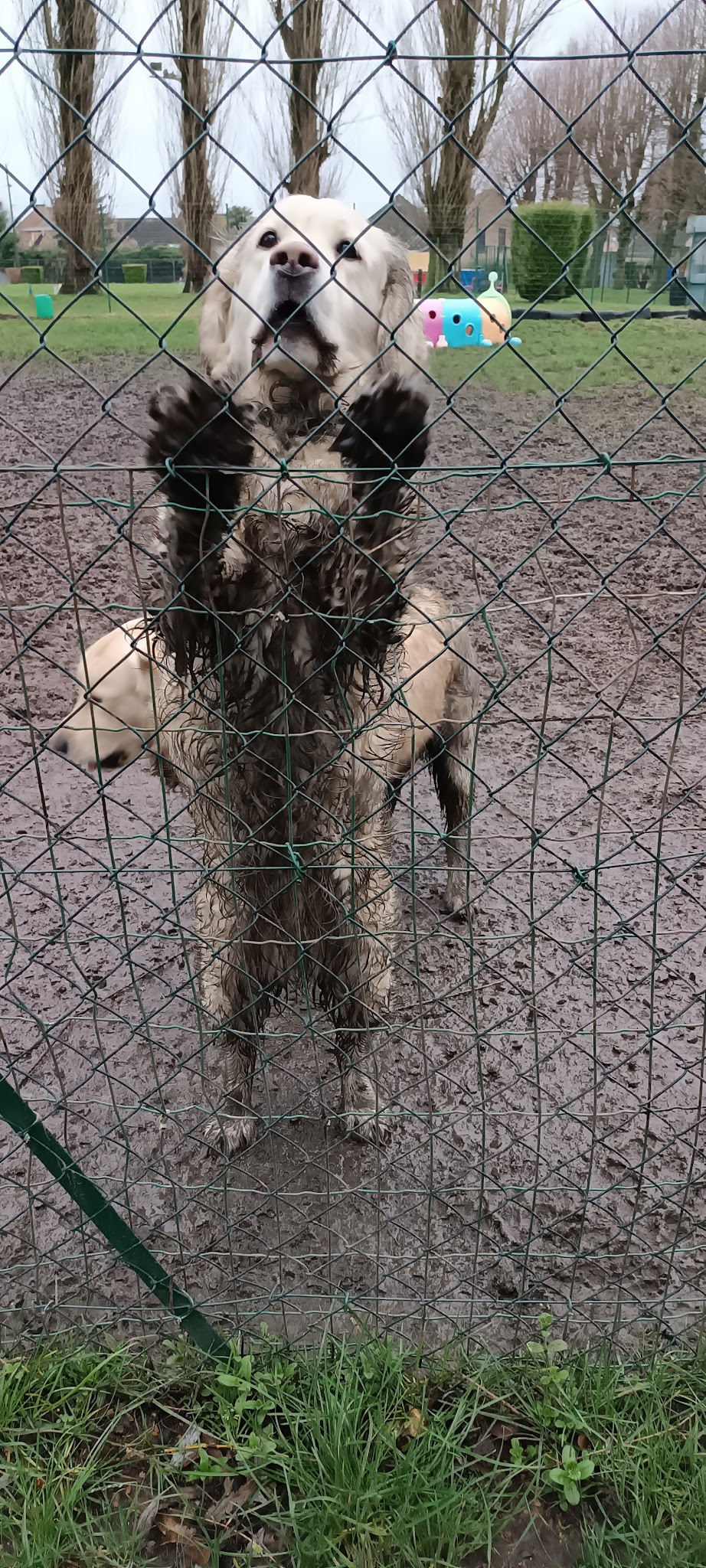 FUNNY DOGGY