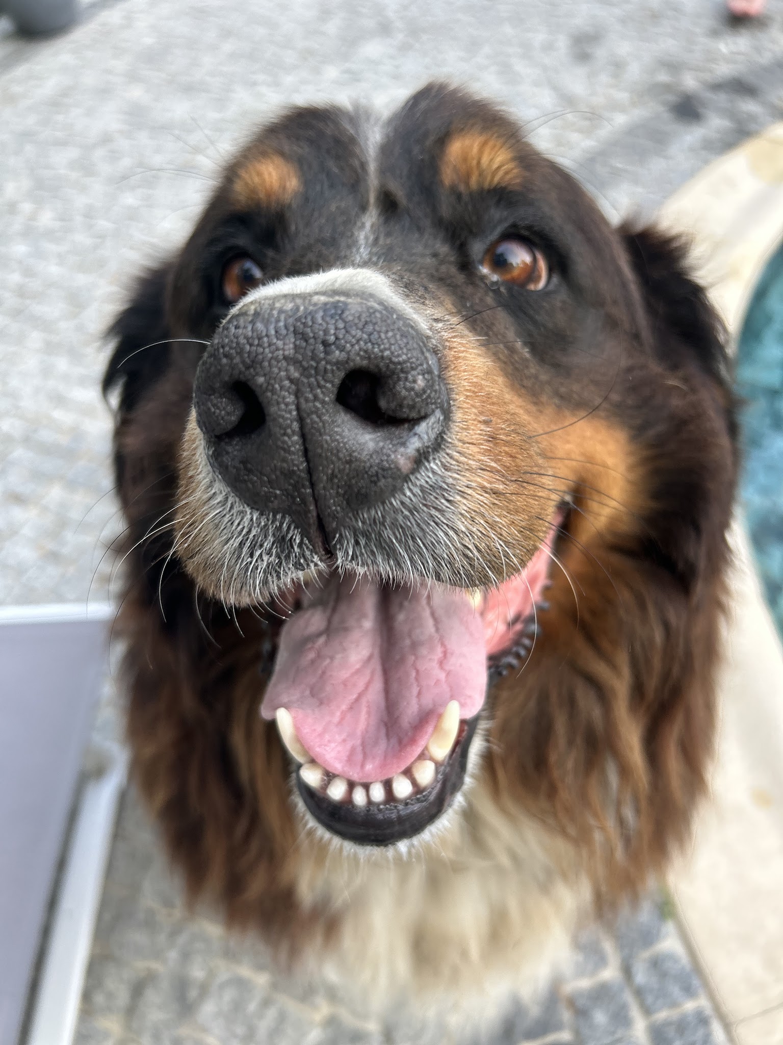 Bonnes pattes - Éducation canine et comportementaliste 45 — photo