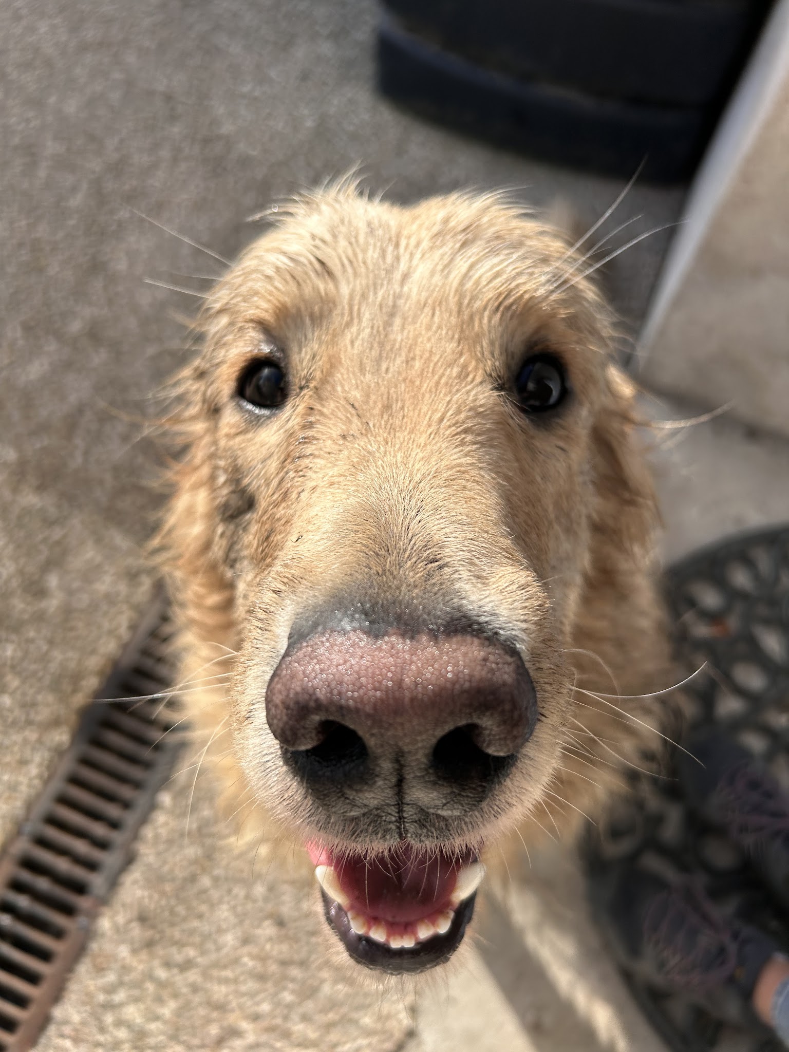 Bonnes pattes - Éducation canine et comportementaliste 45 — photo