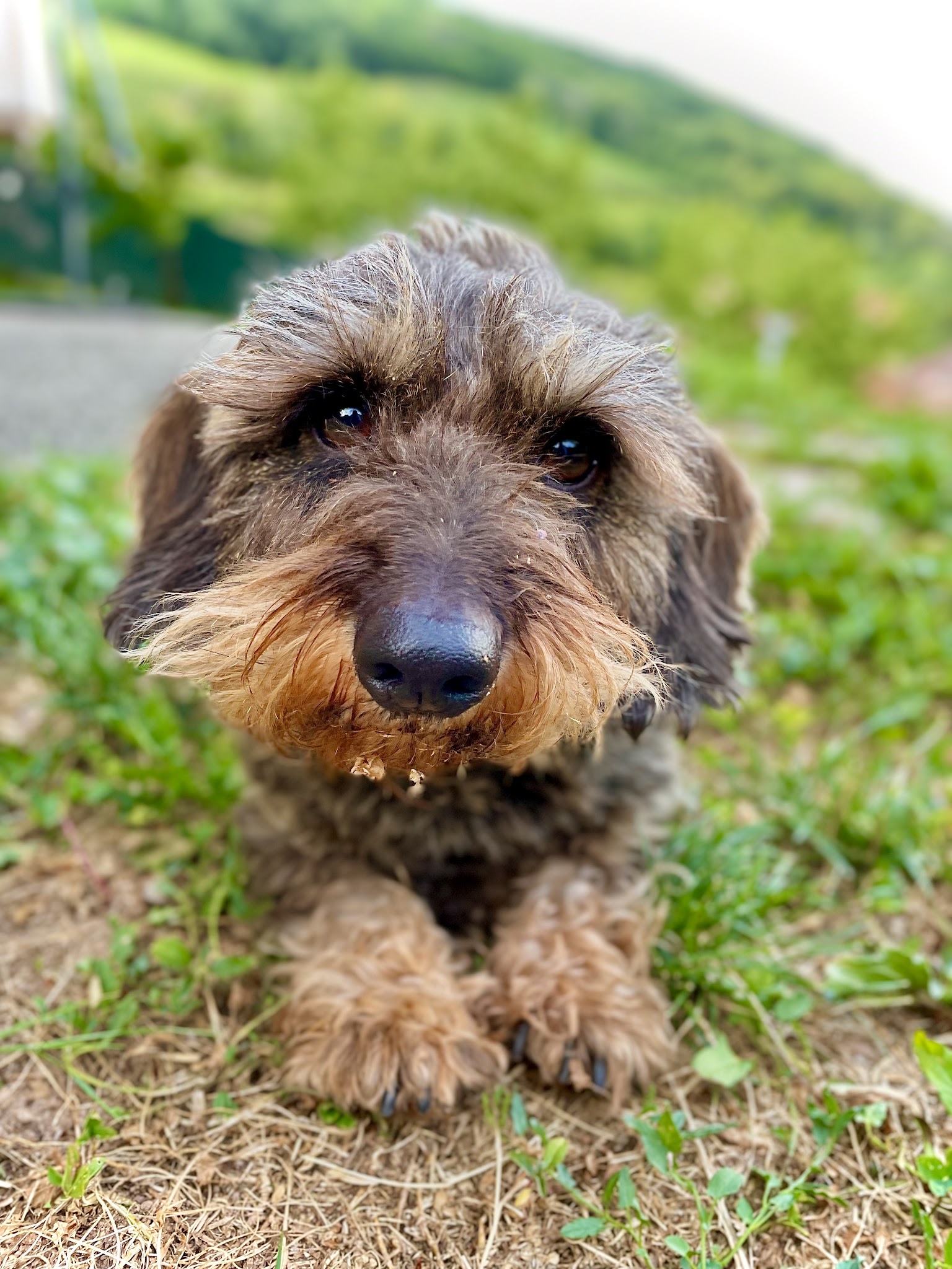 Canin Malin Alsace - taxi animalier chiens chats & nacs, pet sitting Bas Rhin 67 — photo