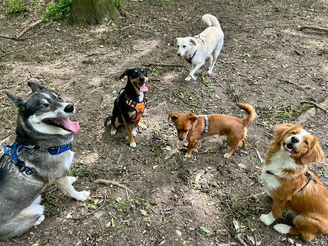Sincérité Animale Educatrice Comportementaliste chien et chat