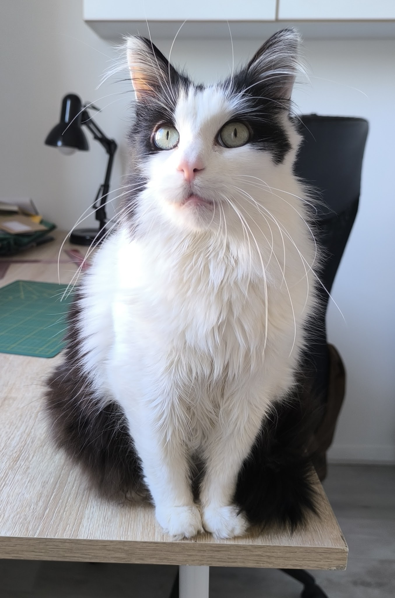 Sincérité Animale Educatrice Comportementaliste chien et chat — photo