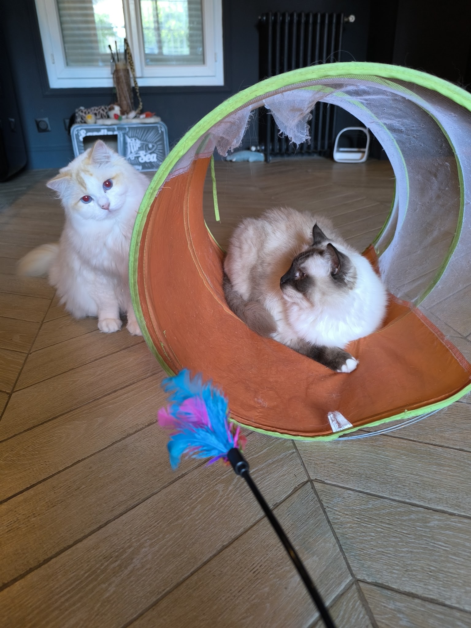 Sincérité Animale Educatrice Comportementaliste chien et chat — photo