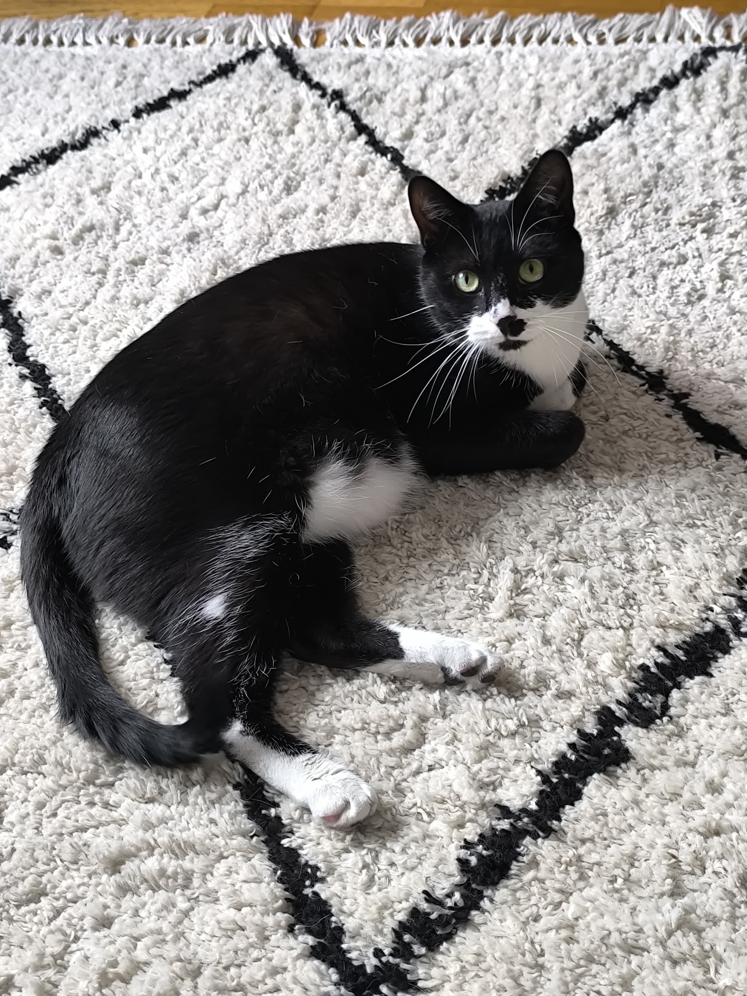 Sincérité Animale Educatrice Comportementaliste chien et chat — photo