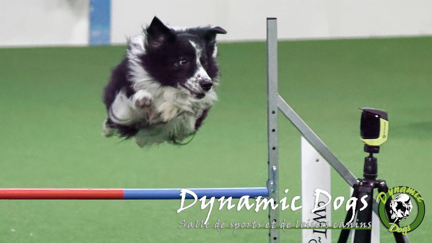 Dynamic Dogs