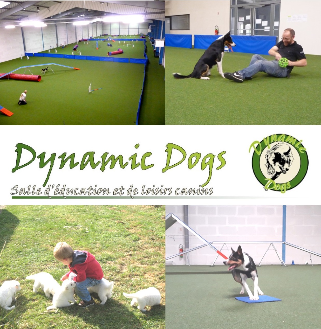 Dynamic Dogs — photo