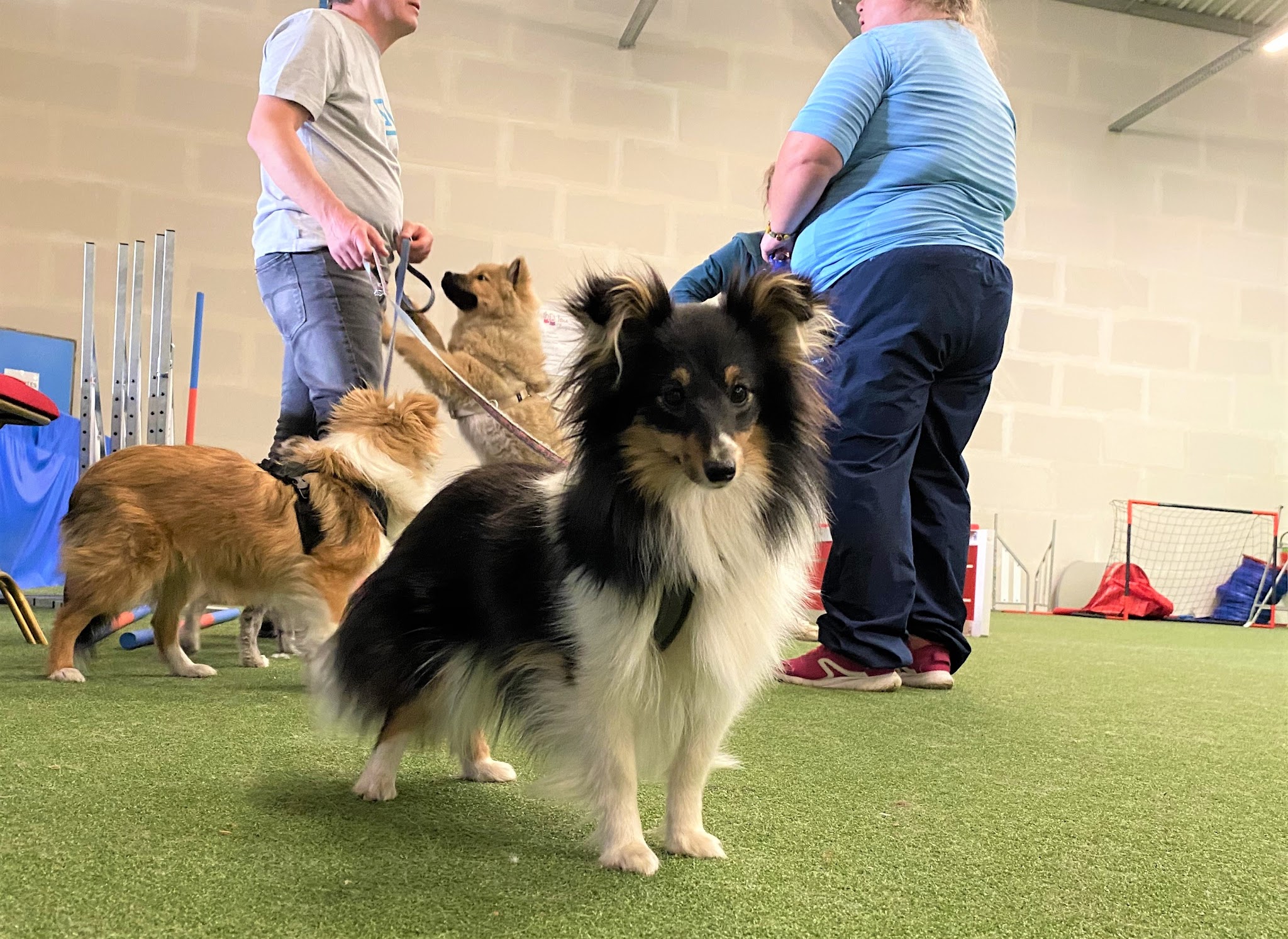 Dynamic Dogs — photo
