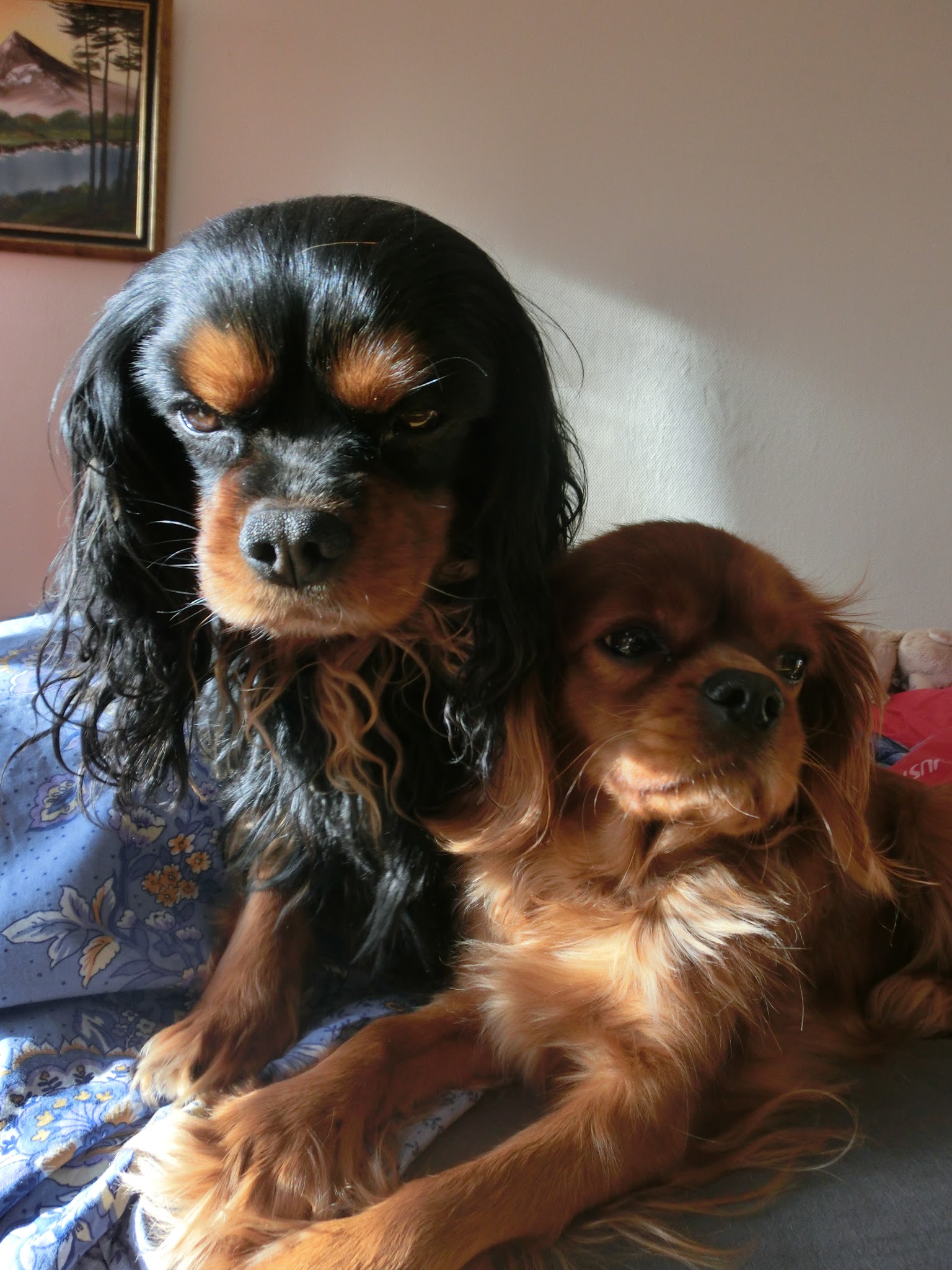 Coussinets "Aurélie et Compagnie" — photo