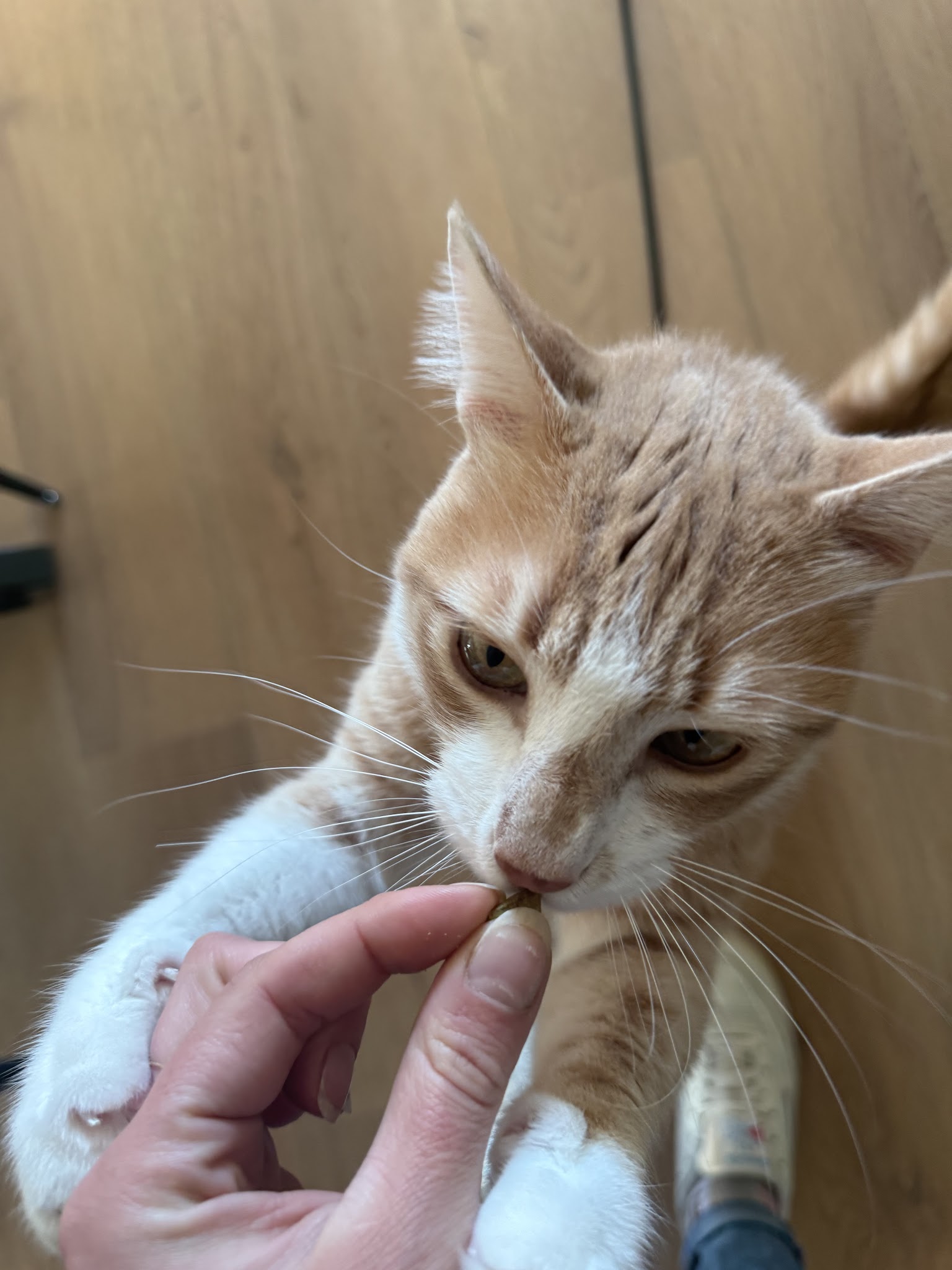 Appytygether • Léa Pet sitting ✨ — photo