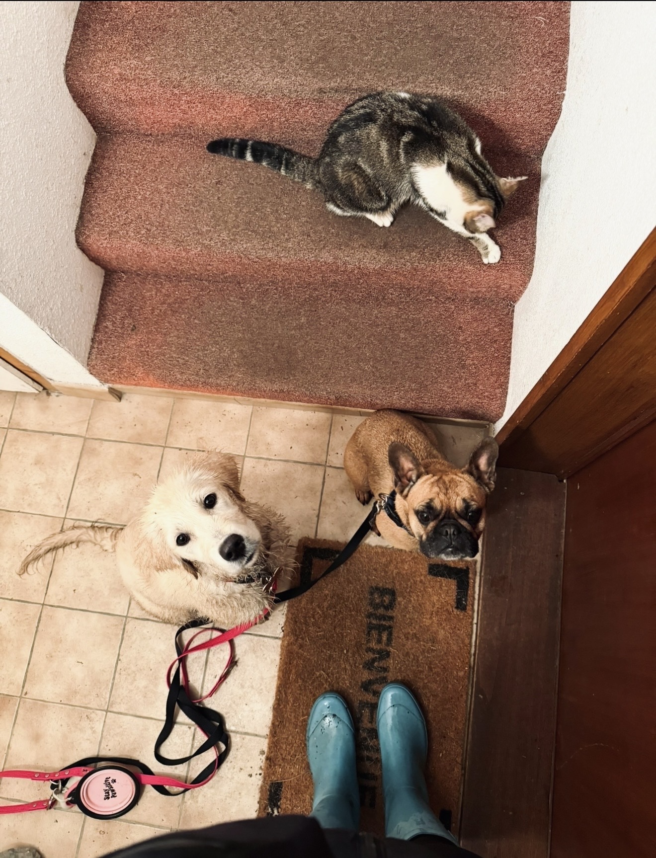 Appytygether • Léa Pet sitting ✨ — photo