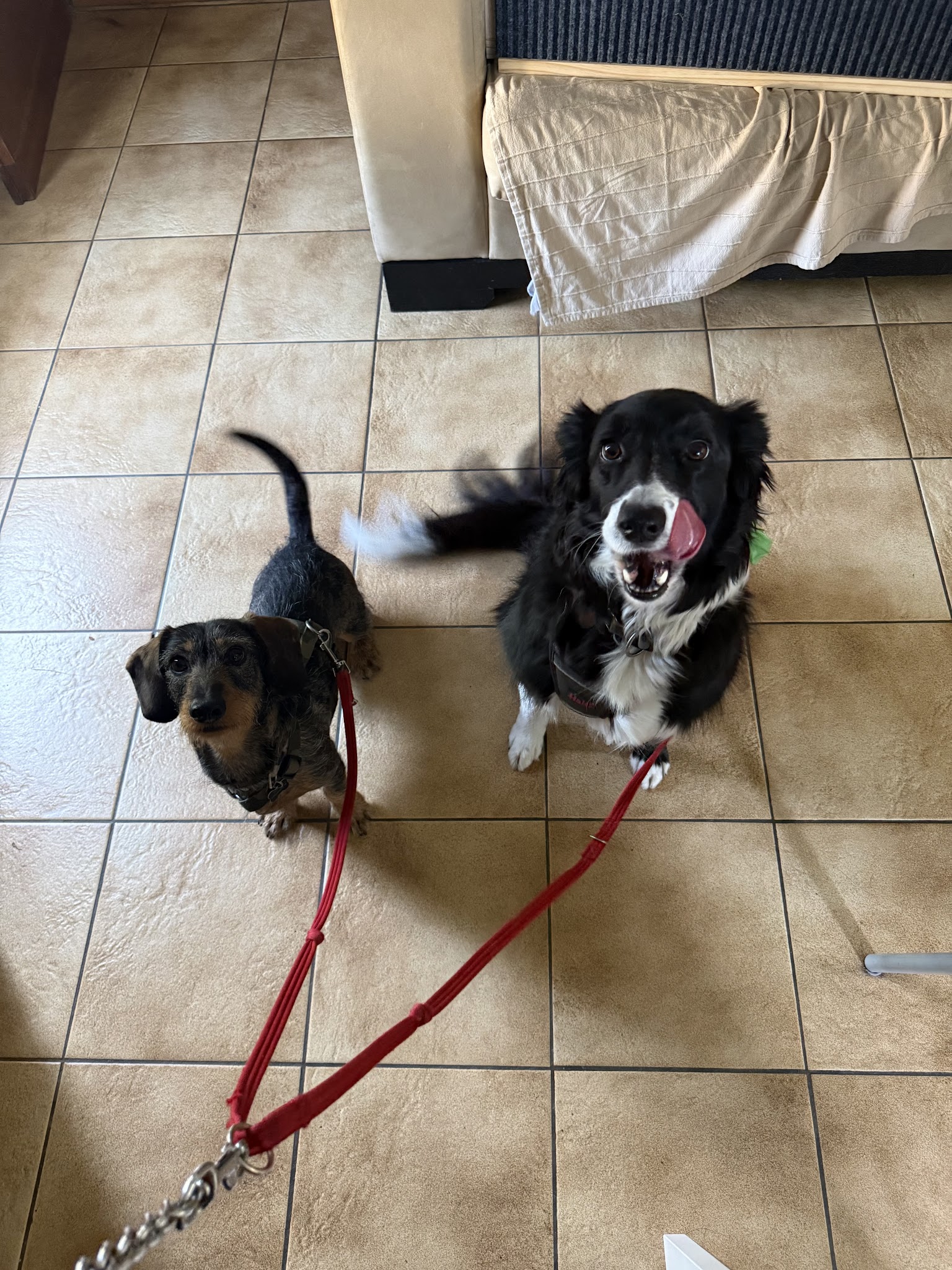 Appytygether • Léa Pet sitting ✨ — photo