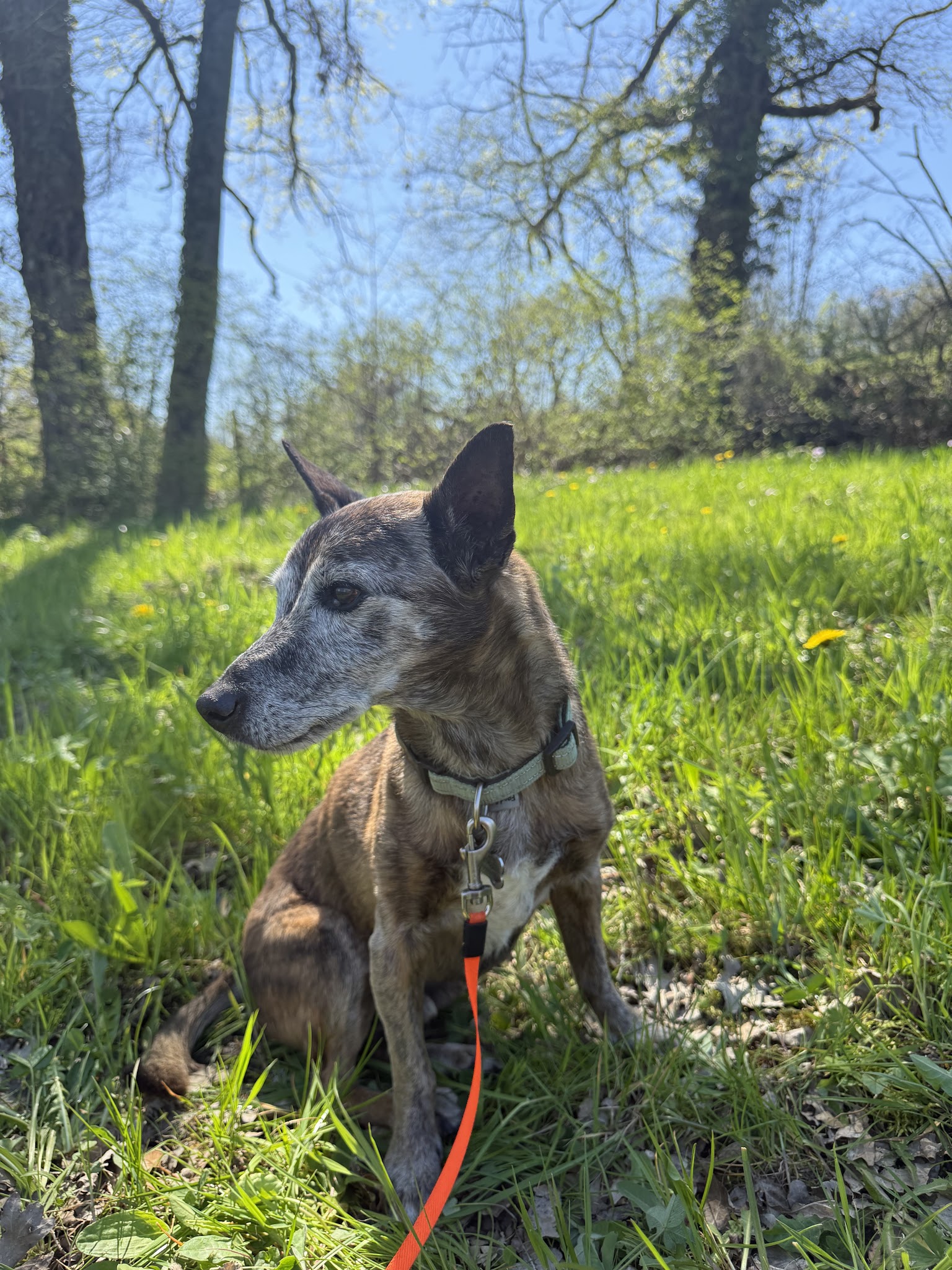 Appytygether • Léa Pet sitting ✨ — photo