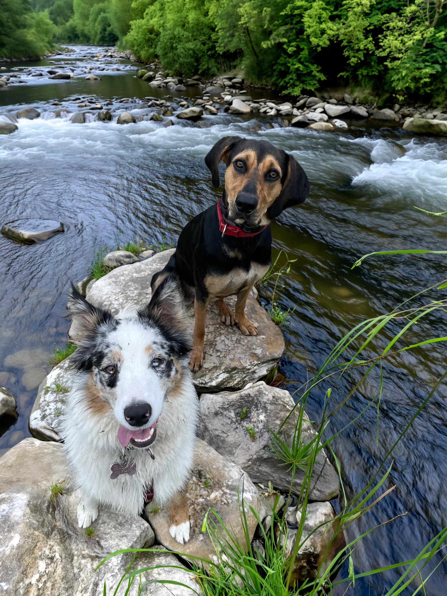 Sev et Vos Animaux — photo