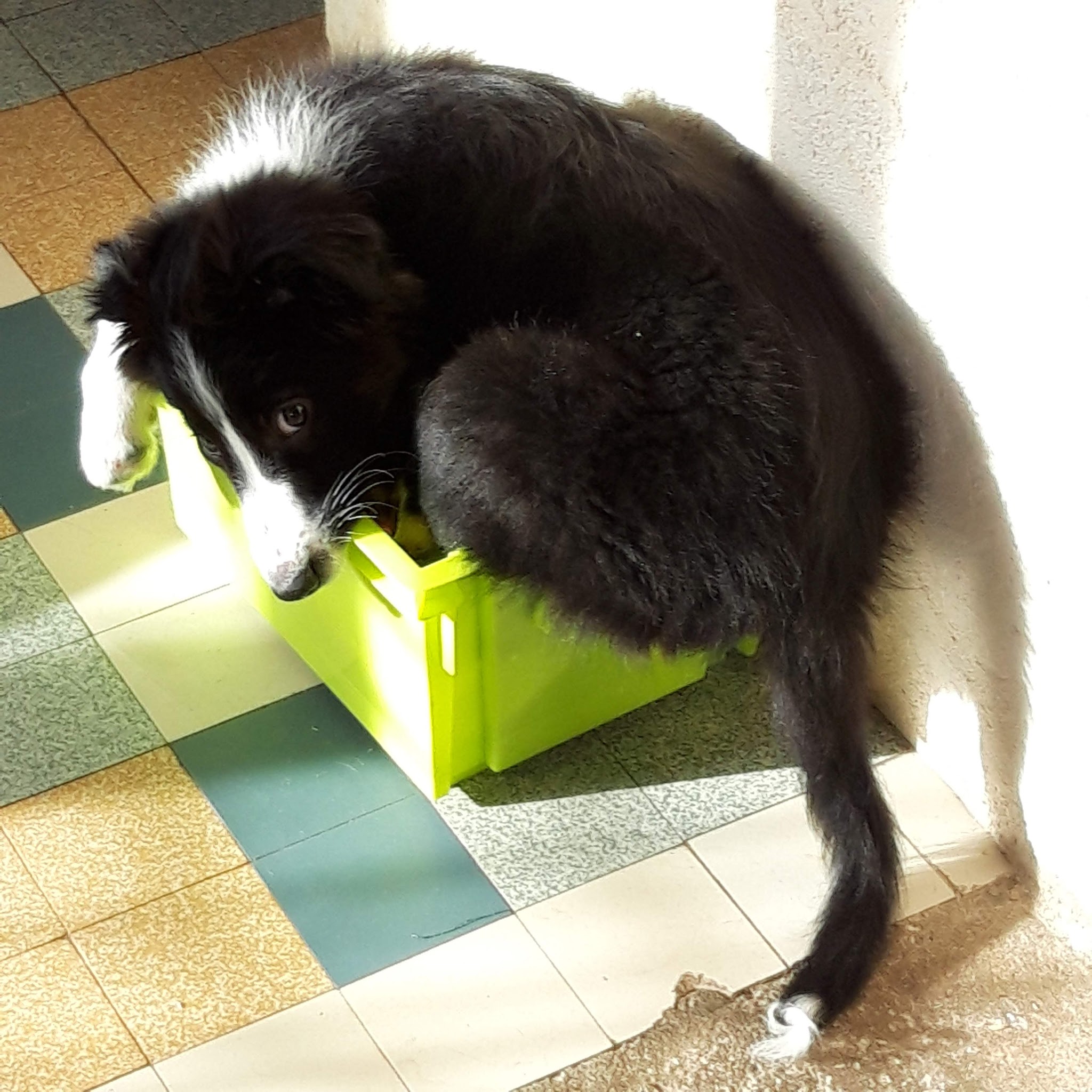Pension canine et visite à domicile chat, Le clos de CHANTALOUETTE Noizay/Amboise — photo