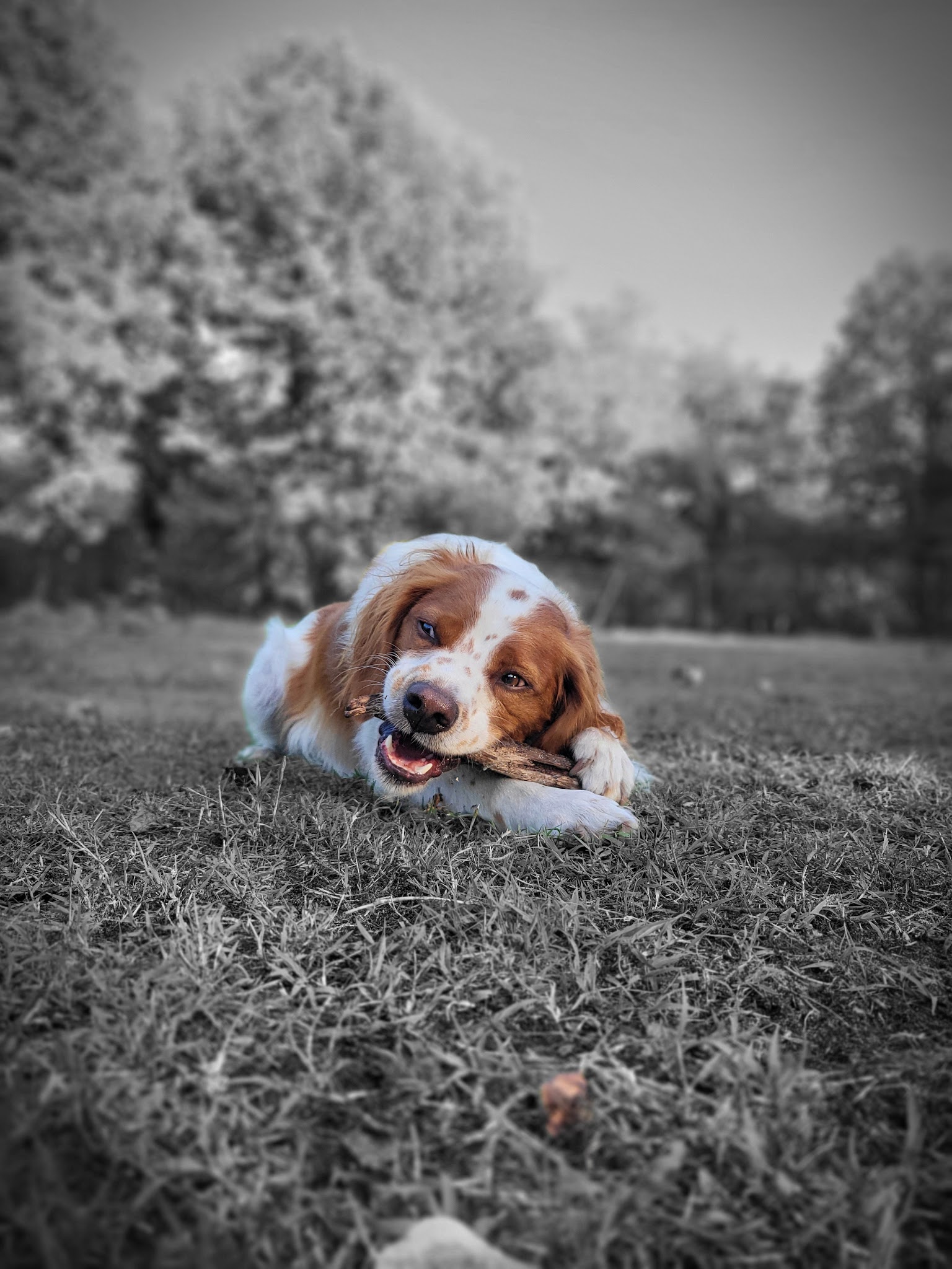Pension canine du chemin de Nottes