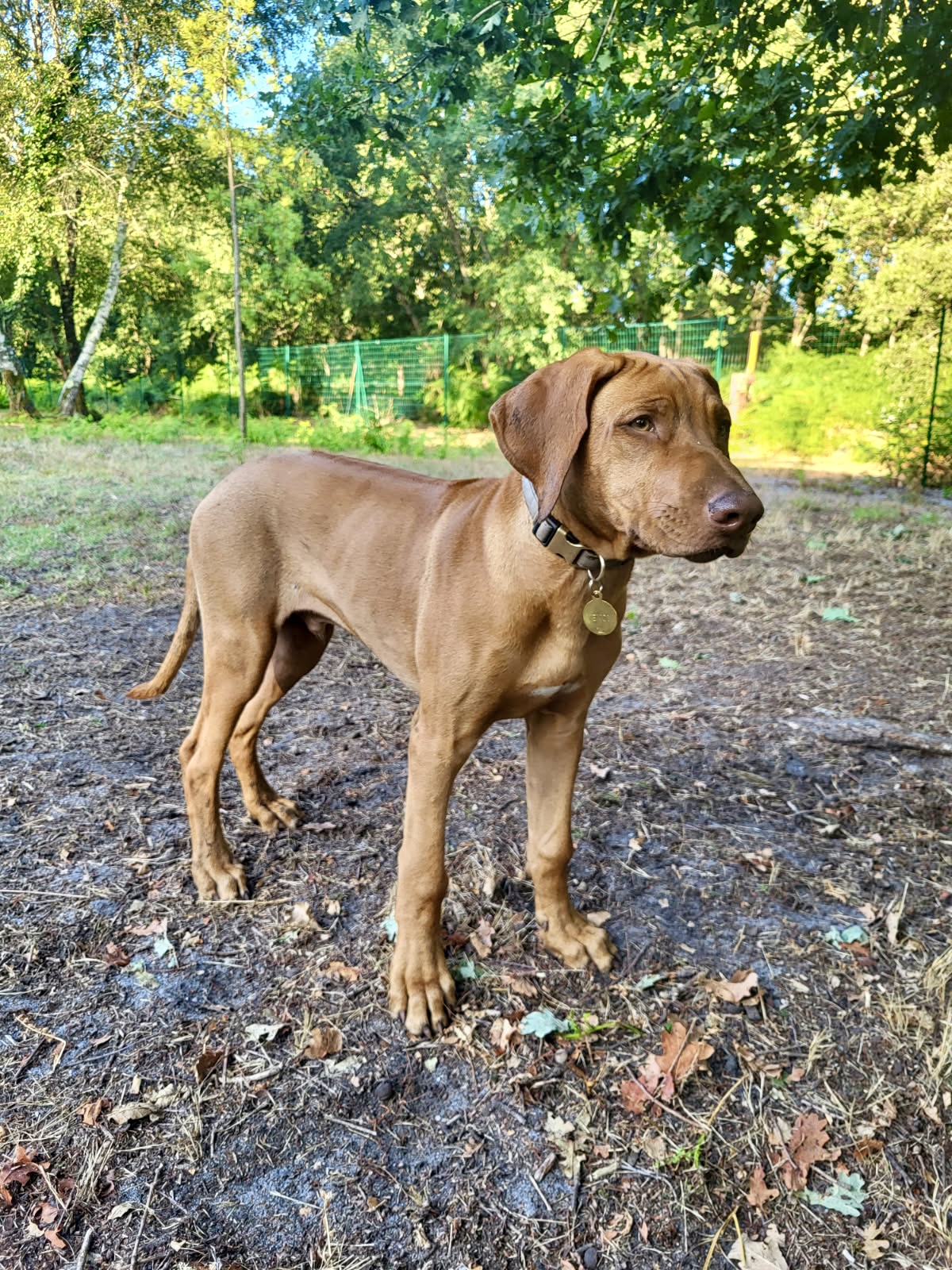 Pension canine du chemin de Nottes — photo