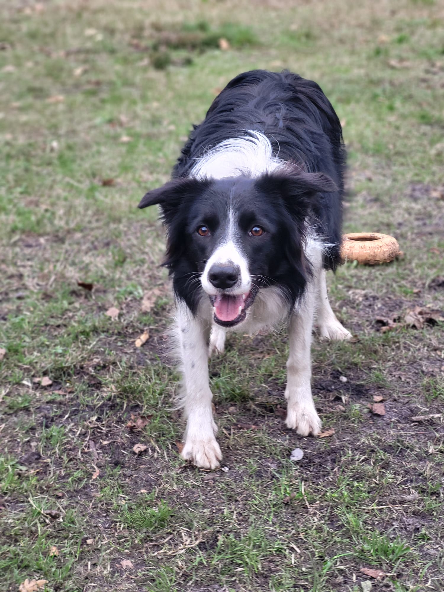 Pension canine du chemin de Nottes — photo