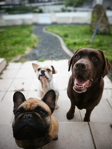 Noémie Cottreau - Garde de chiens ou chats à domicile - Petsitter