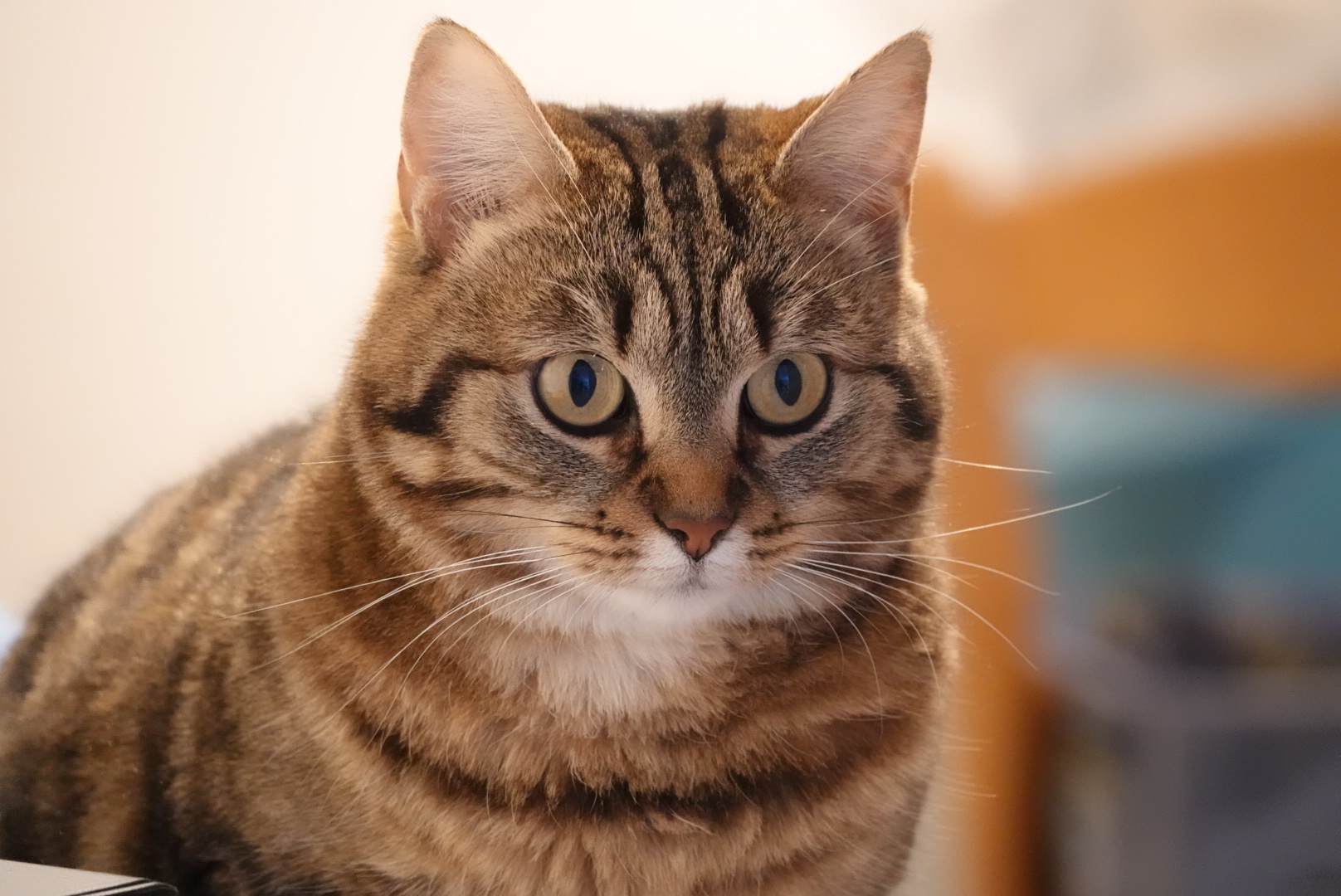 Noémie Cottreau - Garde de chiens ou chats à domicile - Petsitter — photo