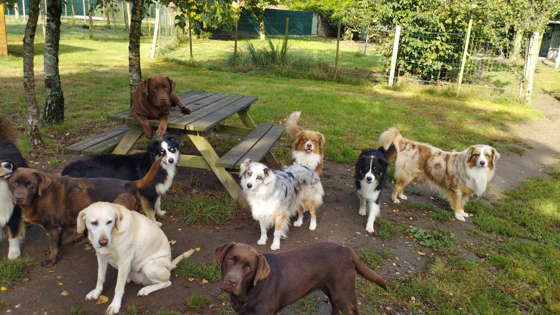 Noémie Cottreau - Garde de chiens ou chats à domicile - Petsitter — photo