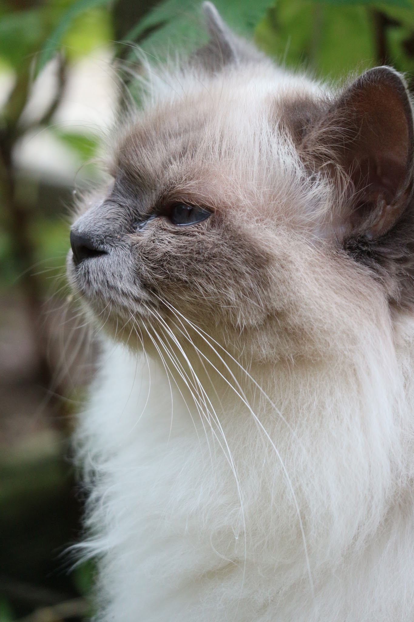 Noémie Cottreau - Garde de chiens ou chats à domicile - Petsitter — photo