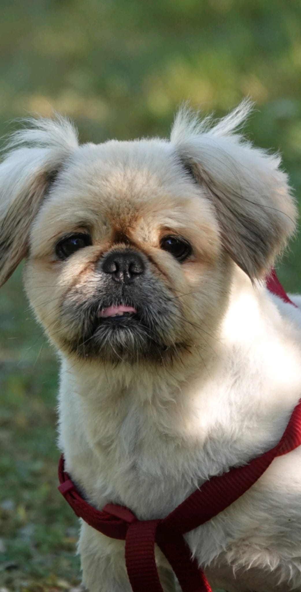 Noémie Cottreau - Garde de chiens ou chats à domicile - Petsitter — photo