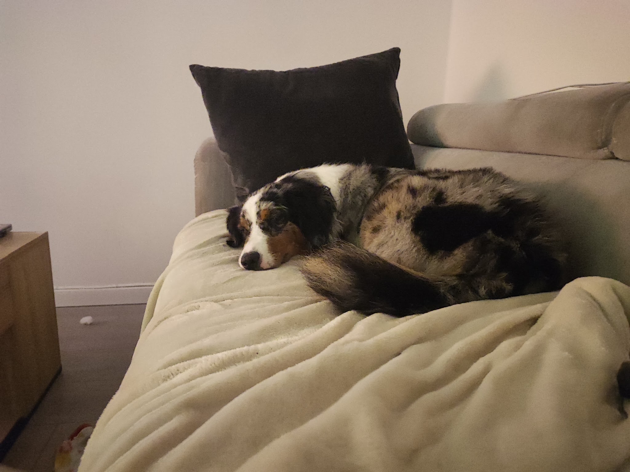 Petsitter "Lumaly and friends"
