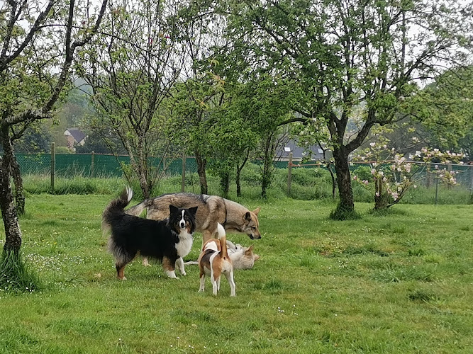Pat'tout seul pension canine