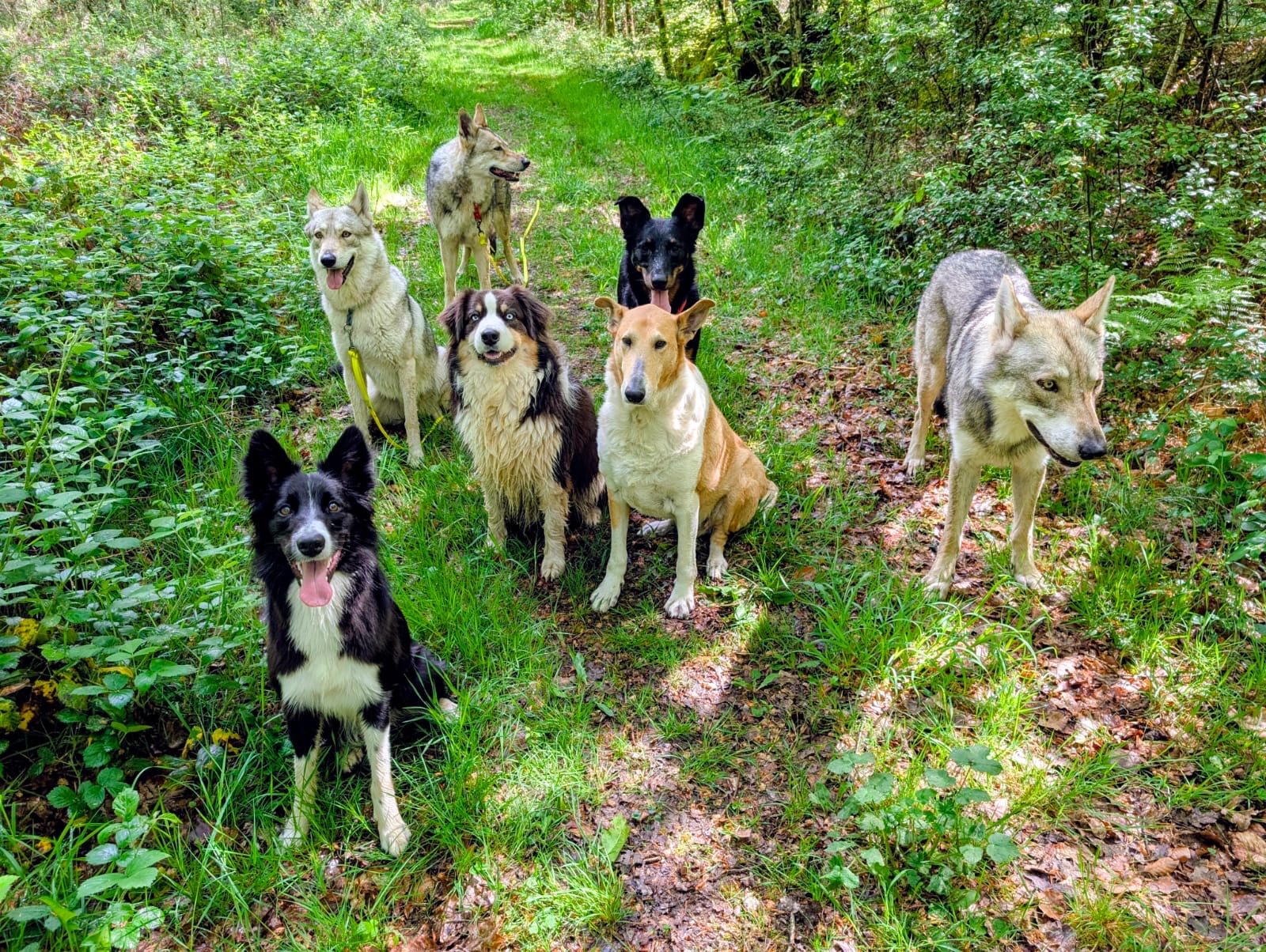 Pat'tout seul pension canine — photo