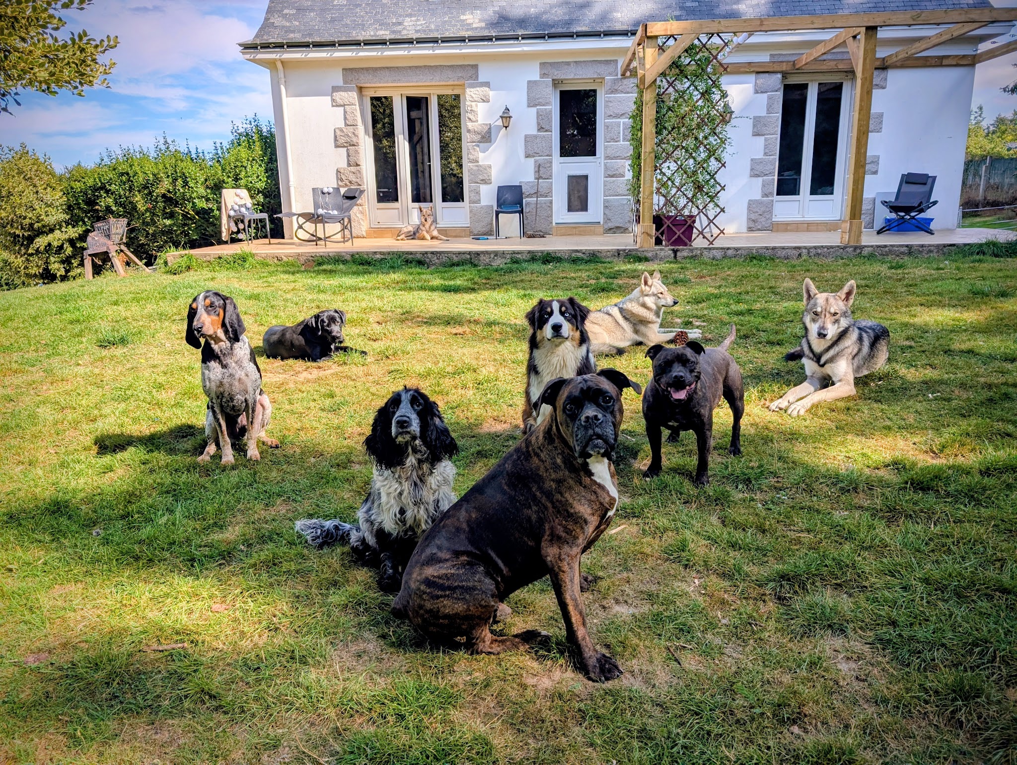 Pat'tout seul pension canine — photo