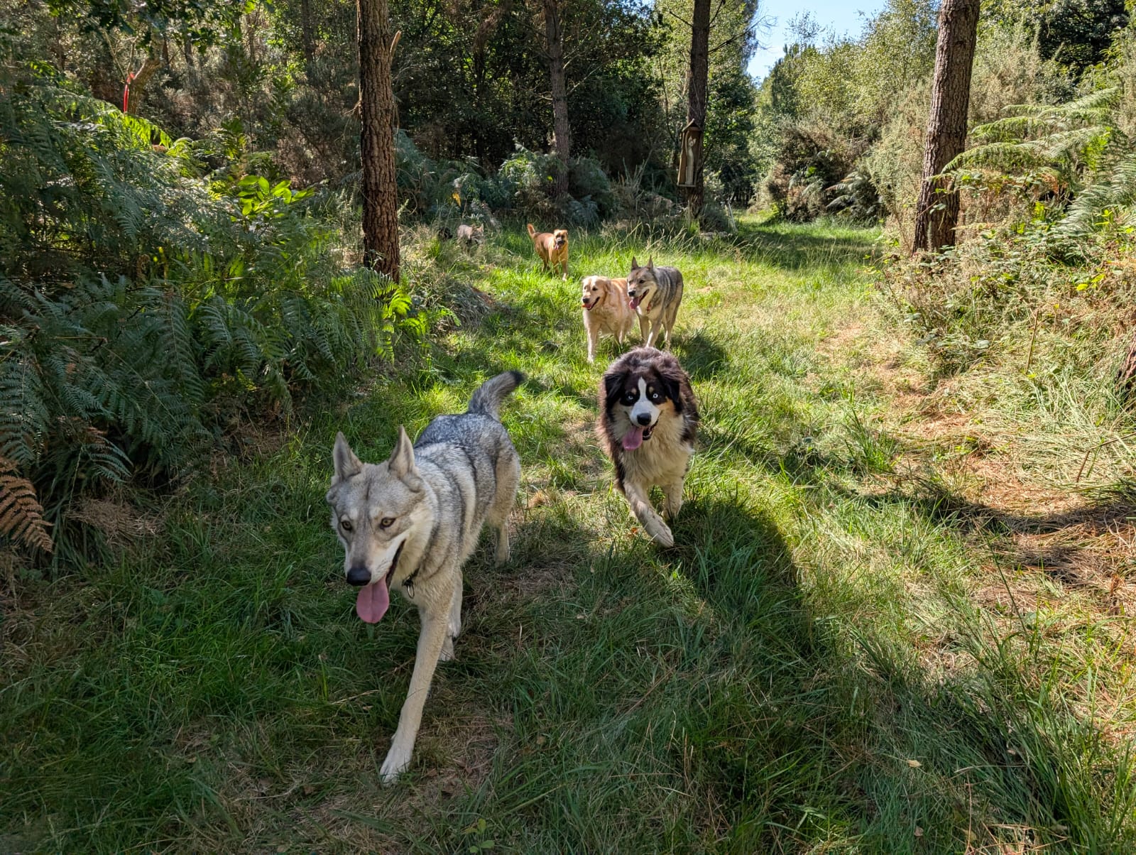 Pat'tout seul pension canine — photo