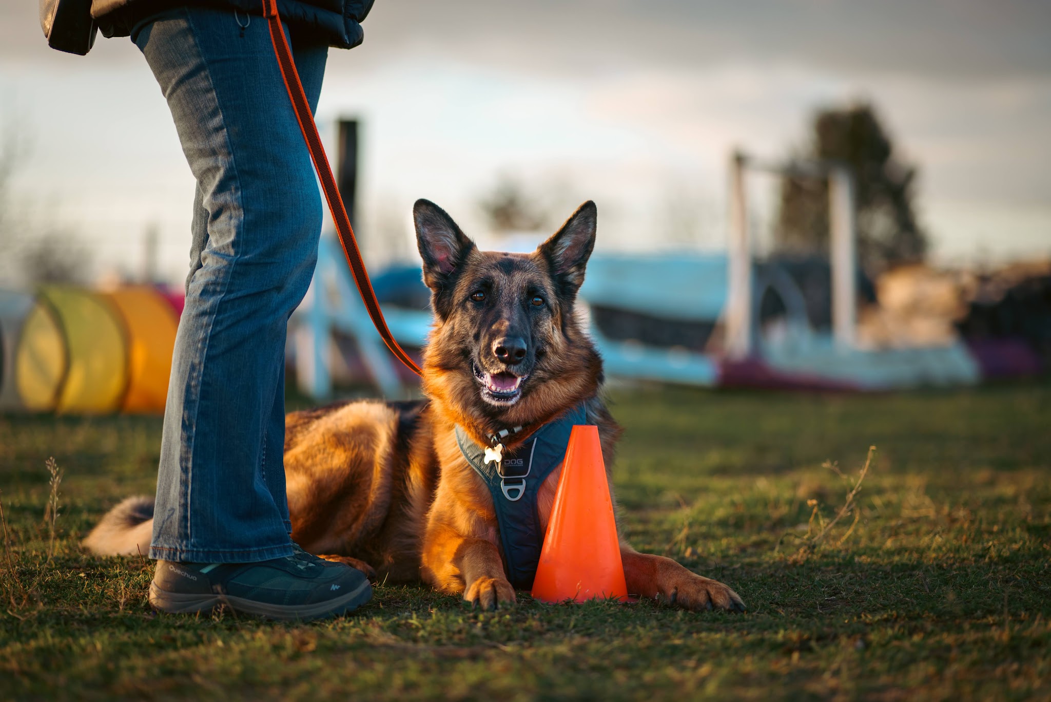 Les vacances le chien d'une vie — photo