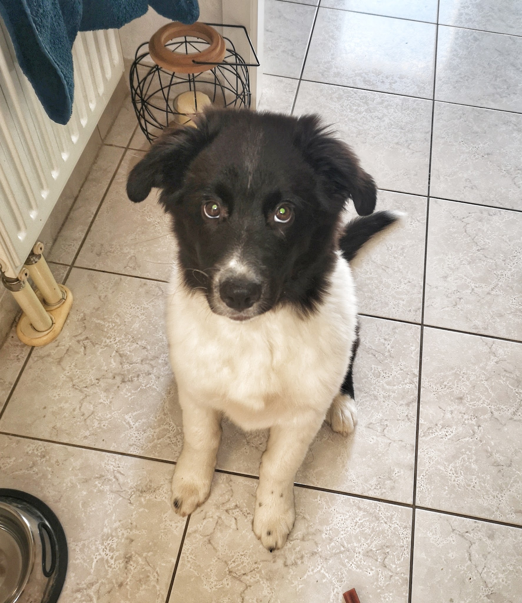 Les vacances le chien d'une vie