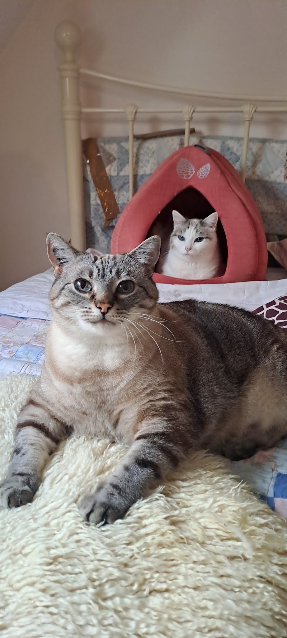 Entre Mes Mains - Garde chats, Communication Animale, Comportement félin et canin,Reiki, EFT, — photo